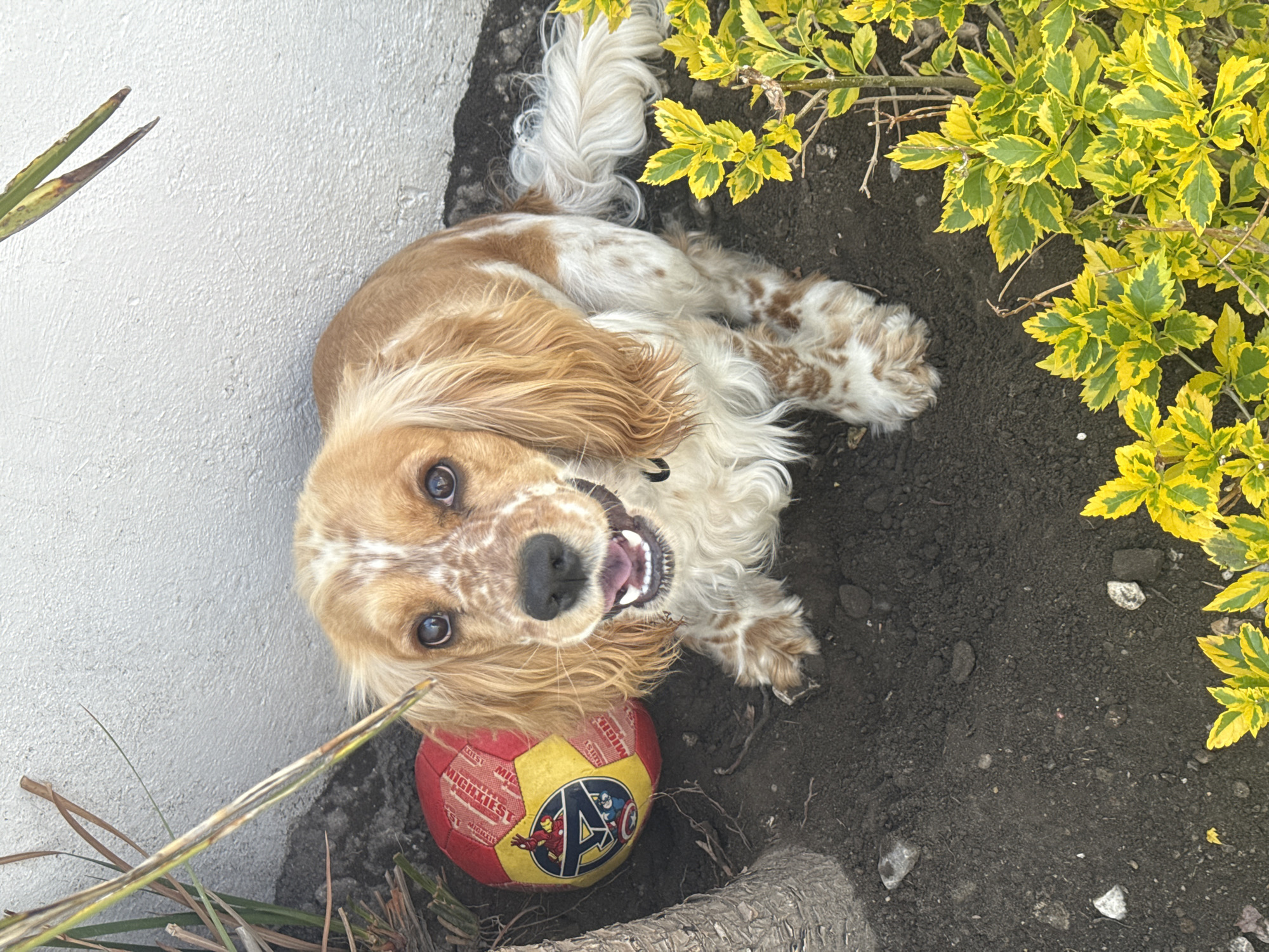 Cocker Spaniel relaxes in garden bed in Puebla