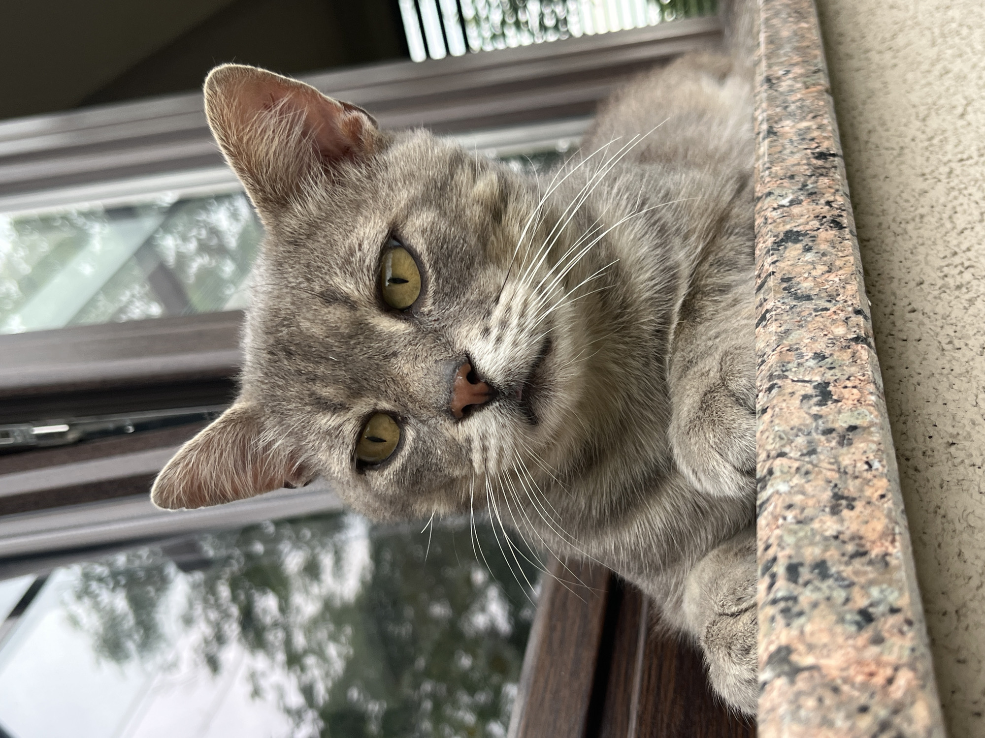 Lazy summer afternoon with a windowsill cat in Koroviia, Ukraine