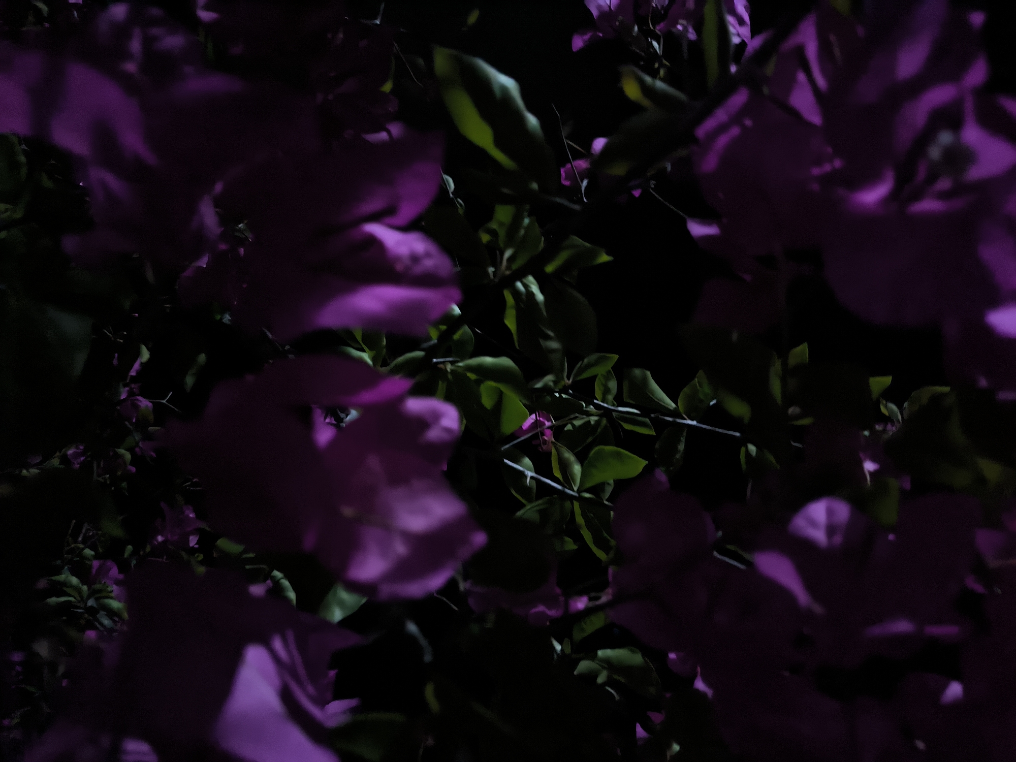 Nighttime scenes documented in Merbopuntong: bougainvillea blooms, quiet street