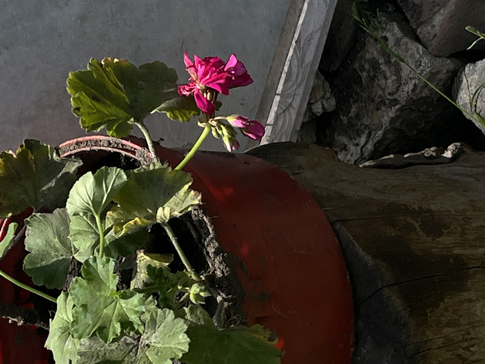 Lviv backyard garden and Volkswagen interior, summer morning