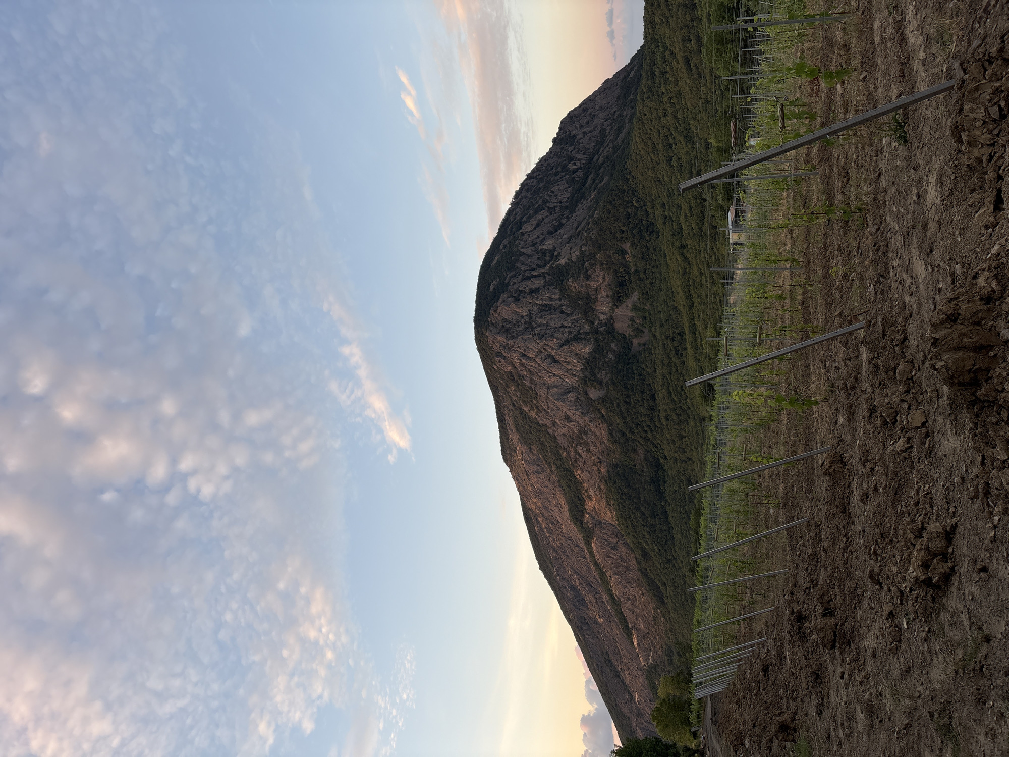 Sunset stroll through a Crimean vineyard in Lavrovoe, Ukraine