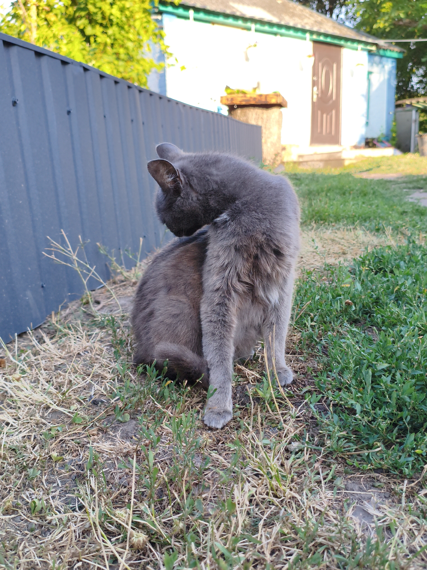 Gray cat with minor injury gets a closer look in Ustyvytsia