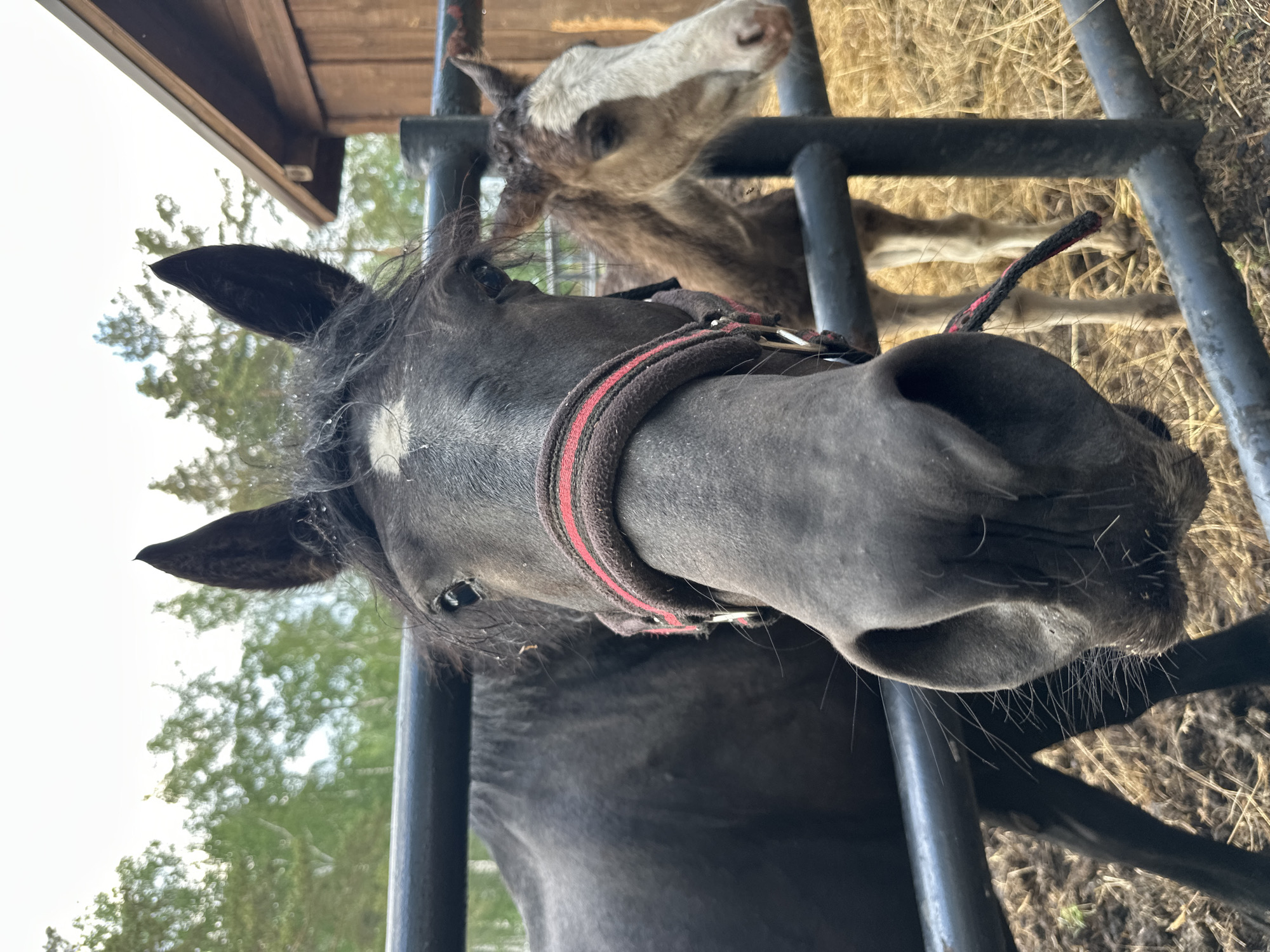 Visitors interact with farm animals at petting zoo facility