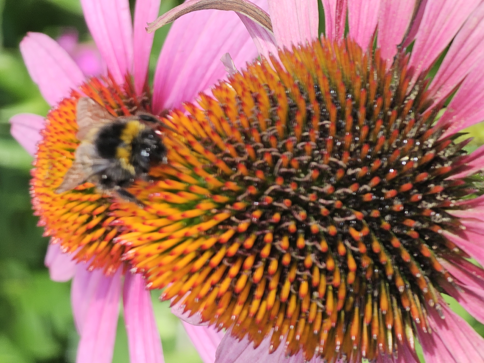 Bumblebee on a pink coneflower in Khimki