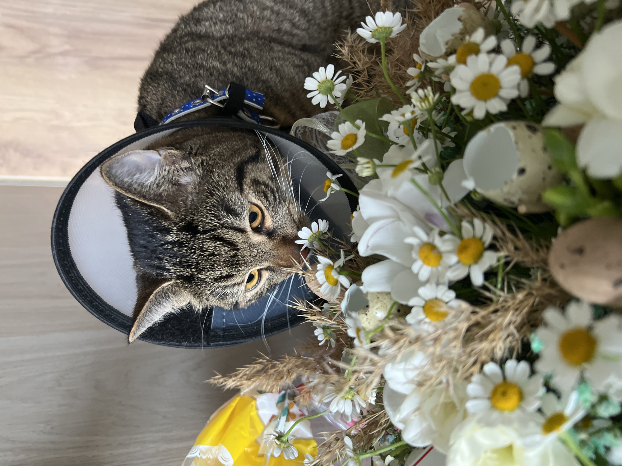 Cat in cone rests beside Easter decorations in Simferopol