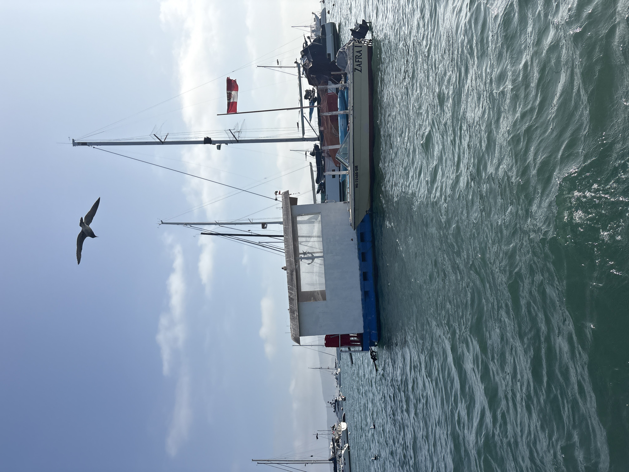 Marina life captured at La Punta harbor, Peru