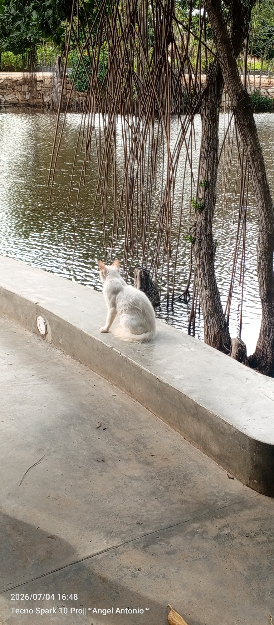 Dusk settles over Pedro González — cats, courts, and coastal streets