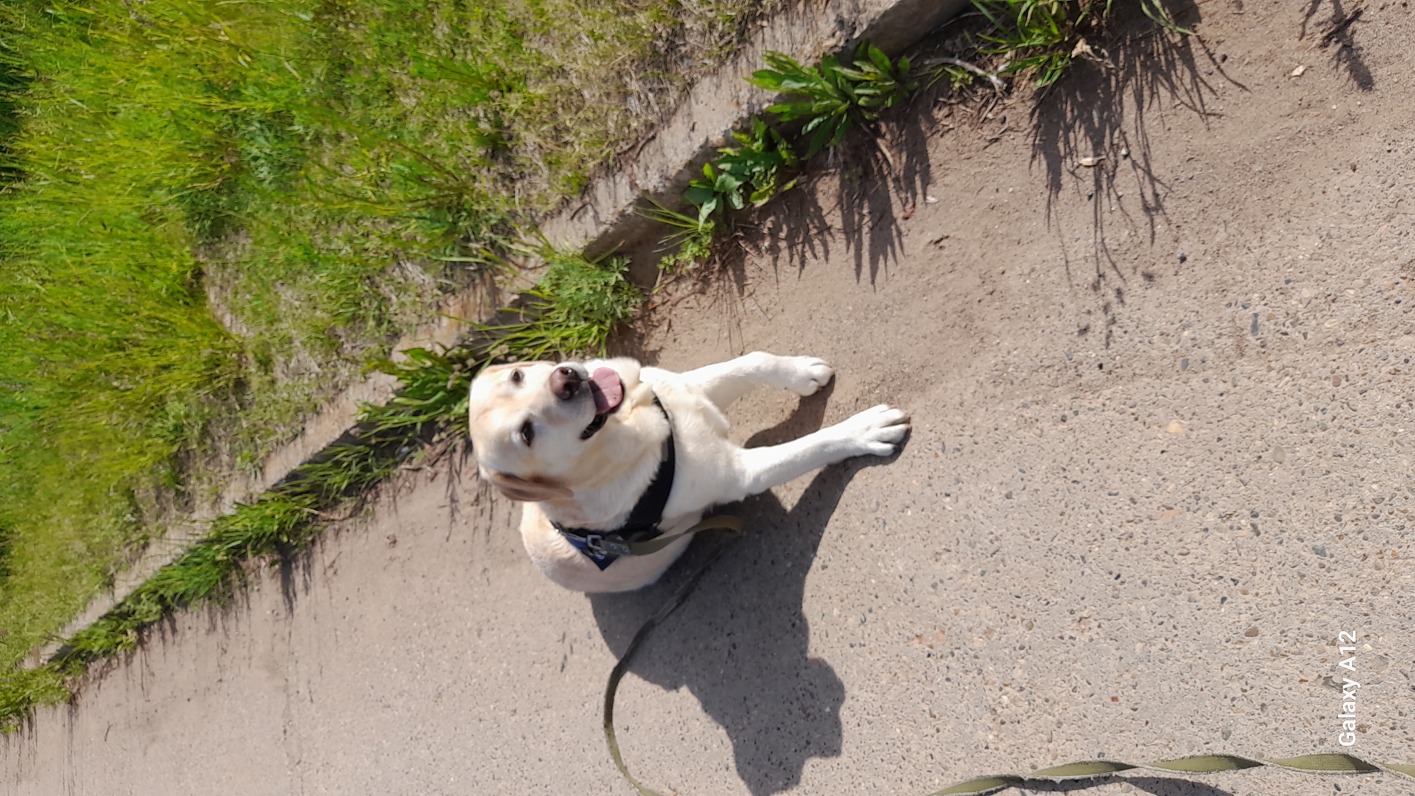 Morning dog walk documented in Марковский, Russia