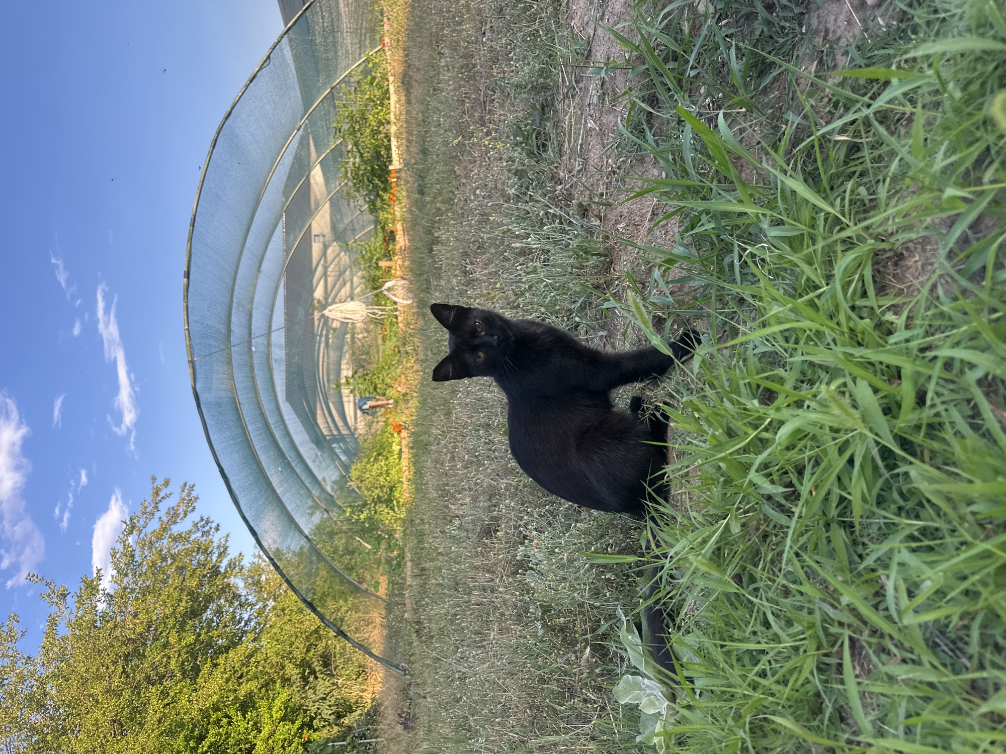 Cat and crops: a greenhouse scene in rural Montenegro