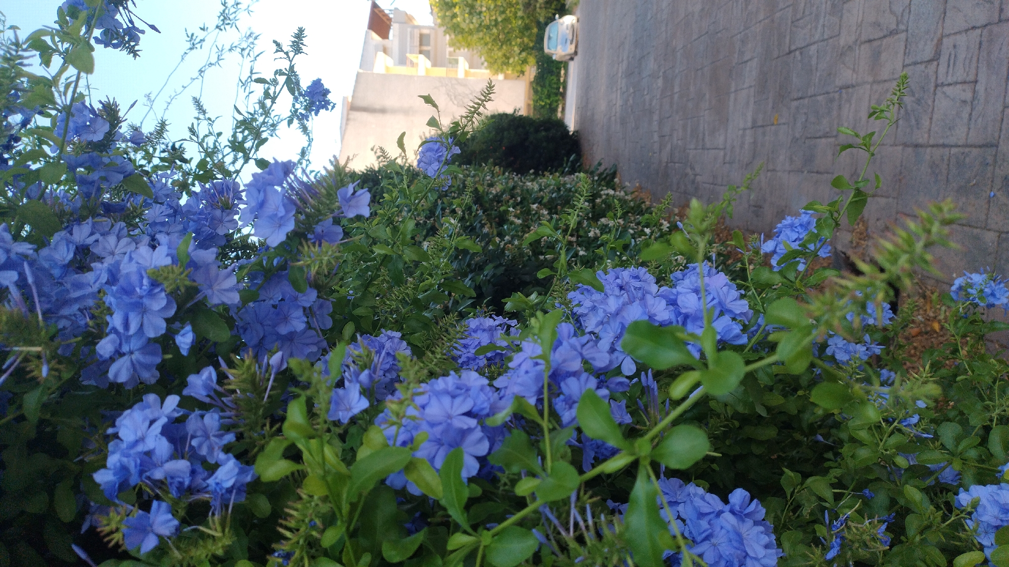 Morning botanical walk through Greek coastal town and beach
