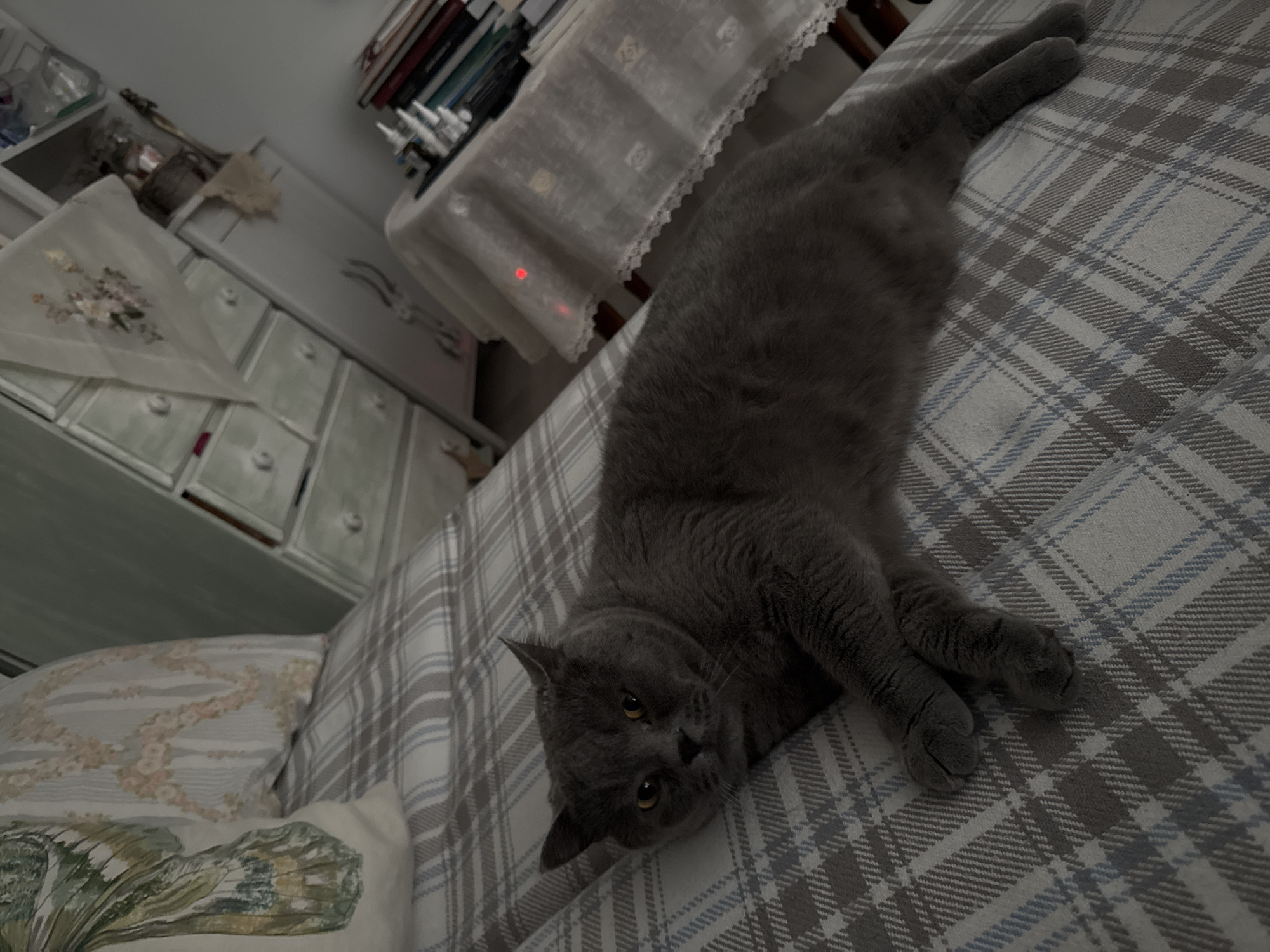 Grey cat enjoys morning pets on Sofia bed