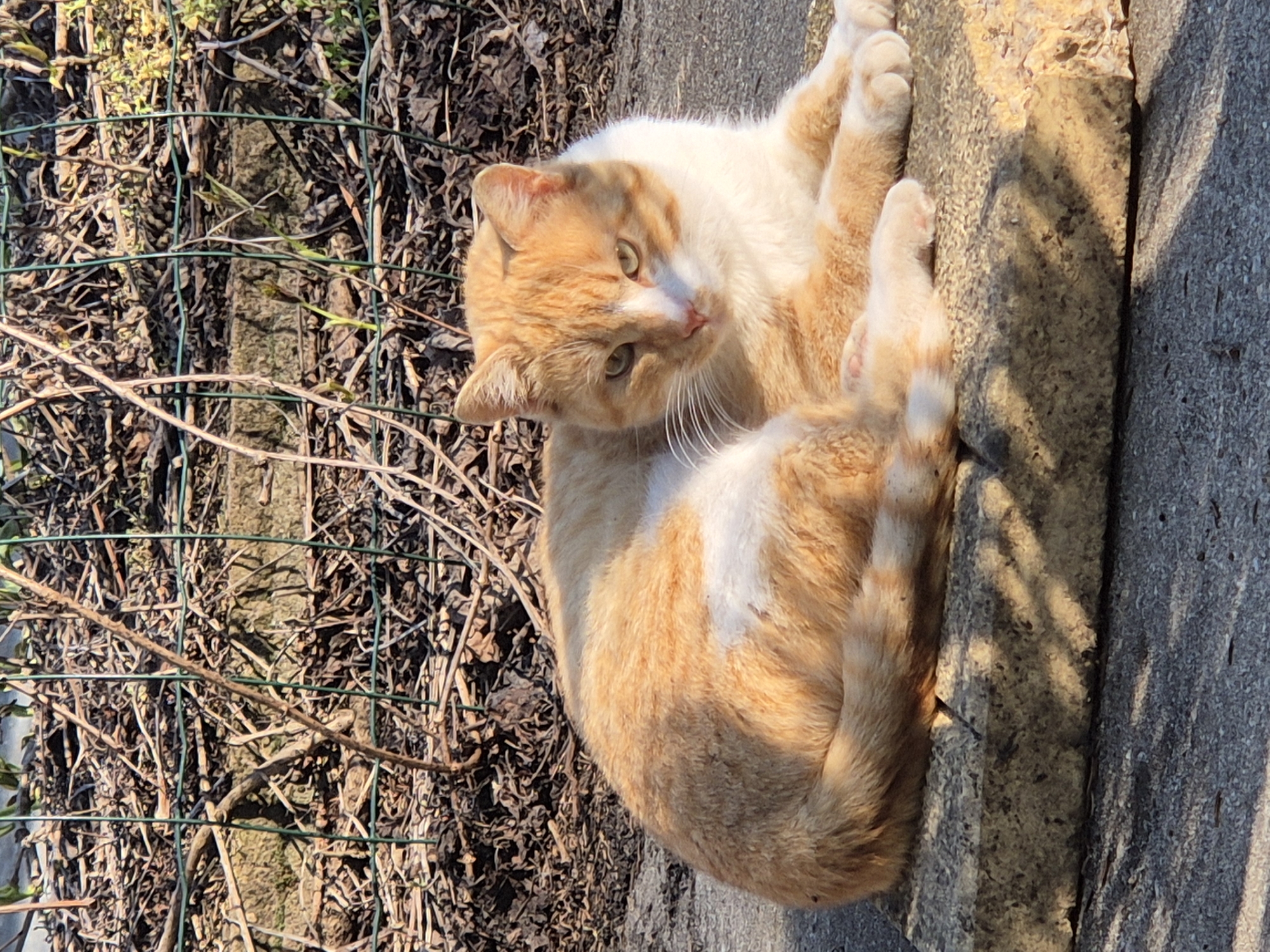 Casual pet and garden scenes documented in Pavlikeni, Bulgaria