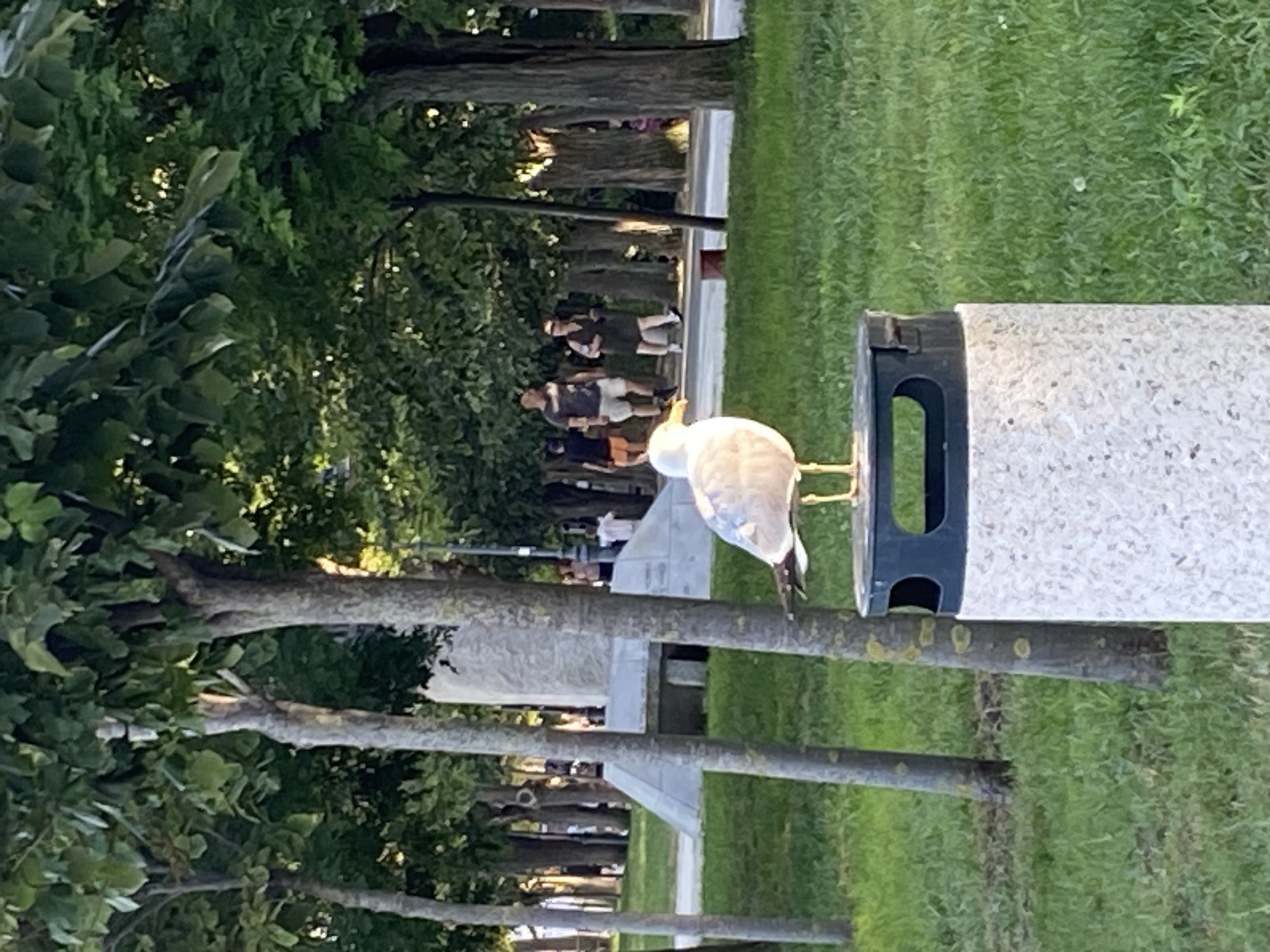 Burgas beach and park: choir performance, crowds, and a bold seagull