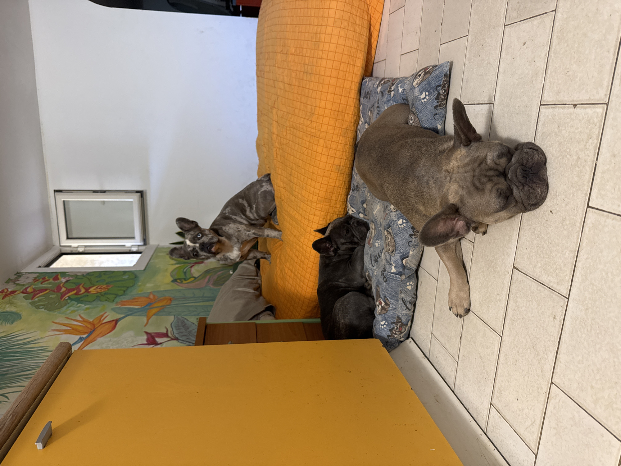 Three French Bulldogs napping together in a San Benedetto home