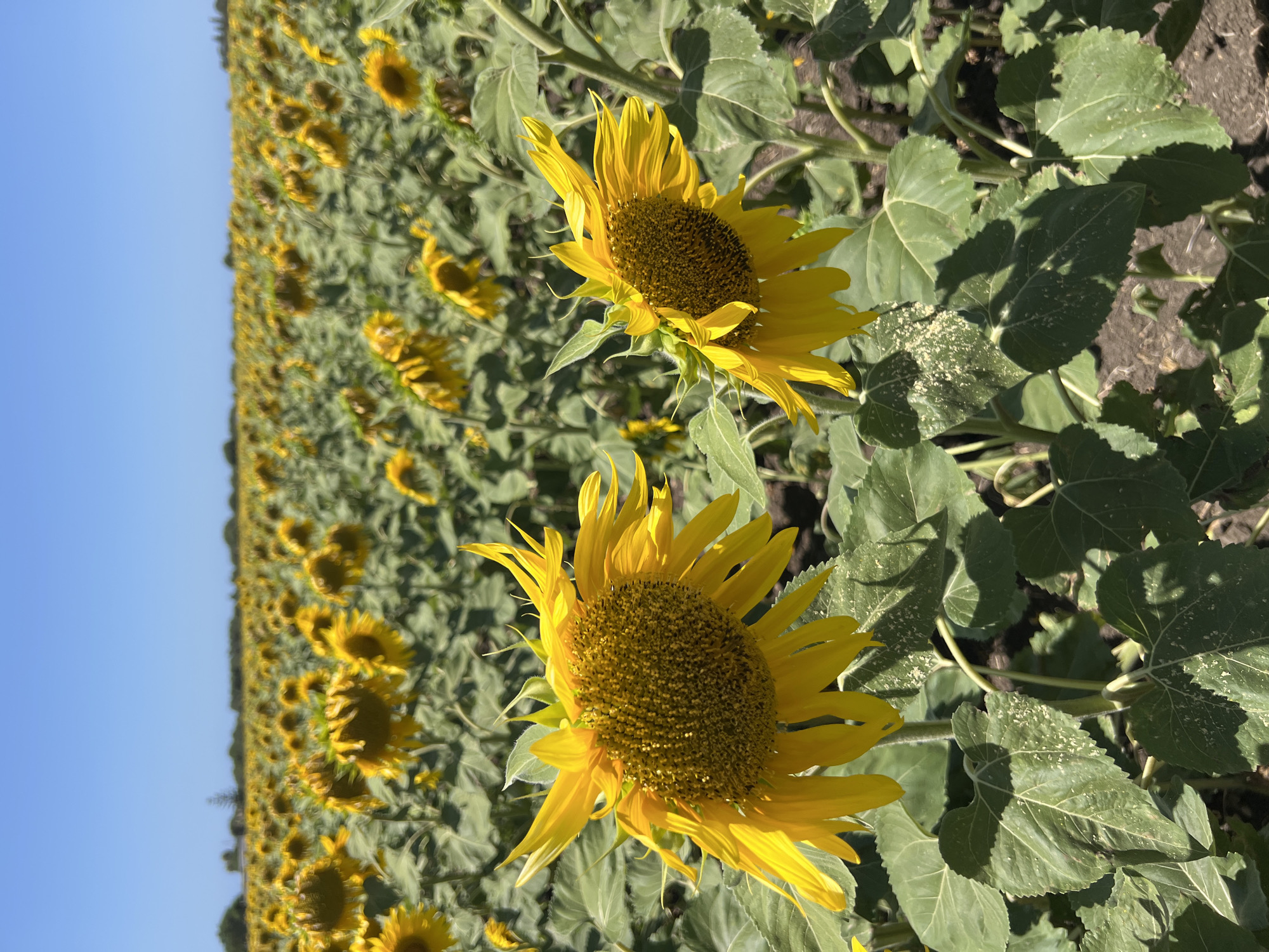 Sunflower fields in full bloom outside Vejer de la Frontera