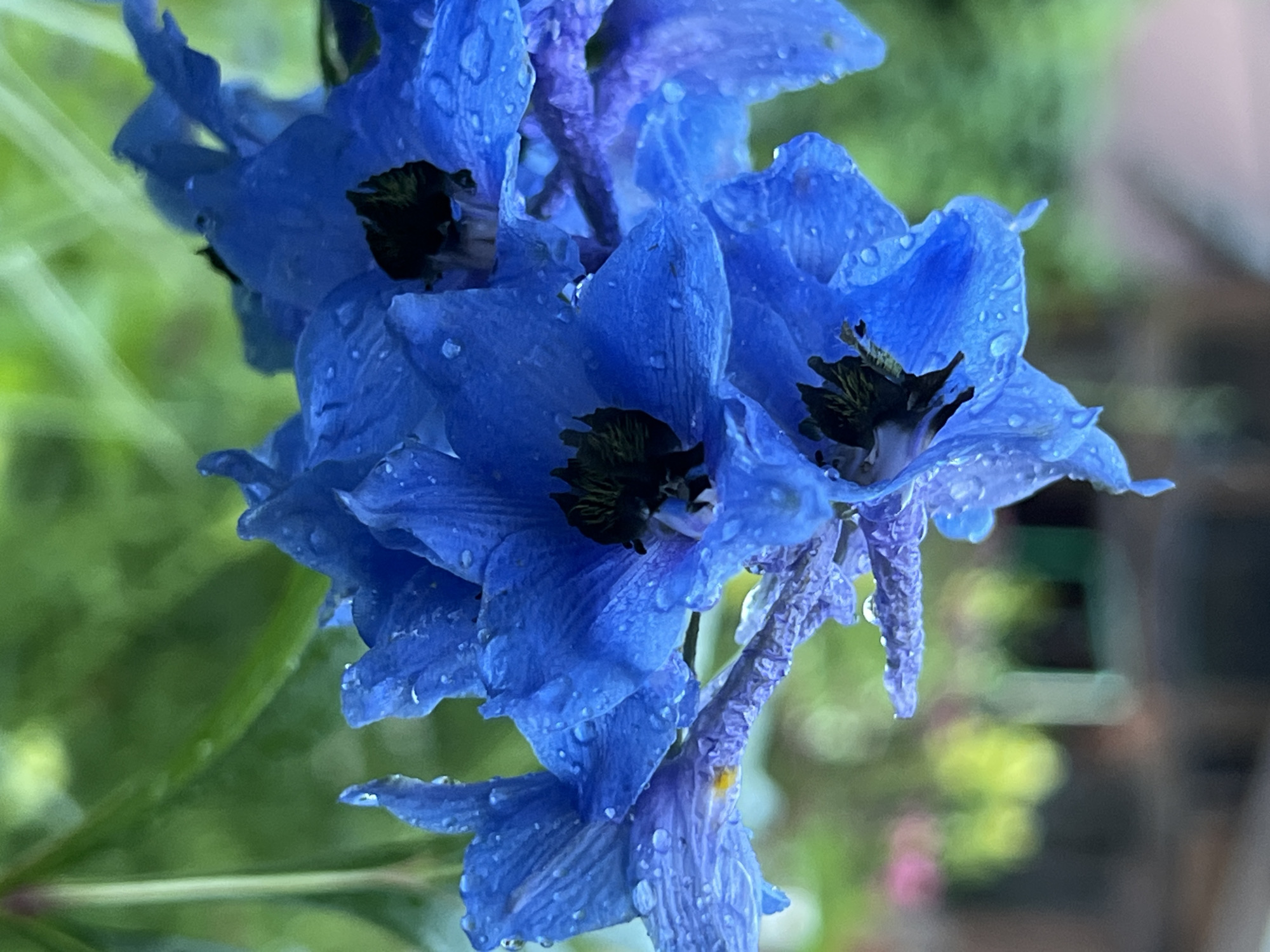 Delphiniums and water droplets in a Russian garden