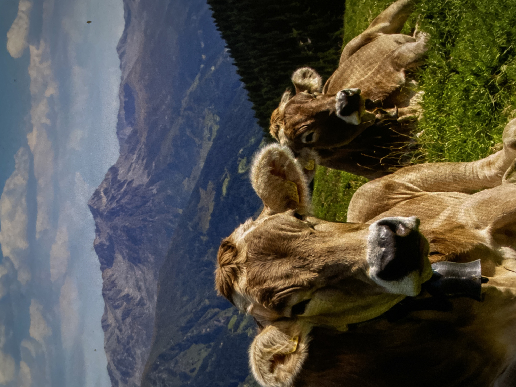 Alpine meadows, castle stops, and tropical sunsets in one evening