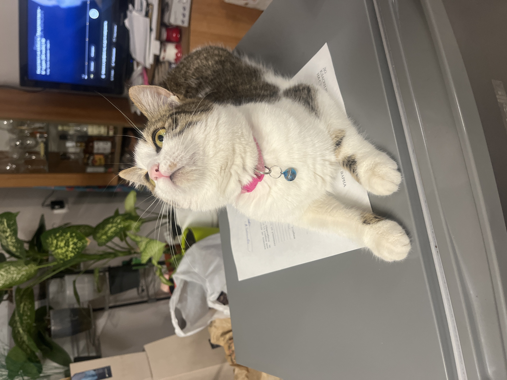 Casual pet moments and social media content documented in Varna