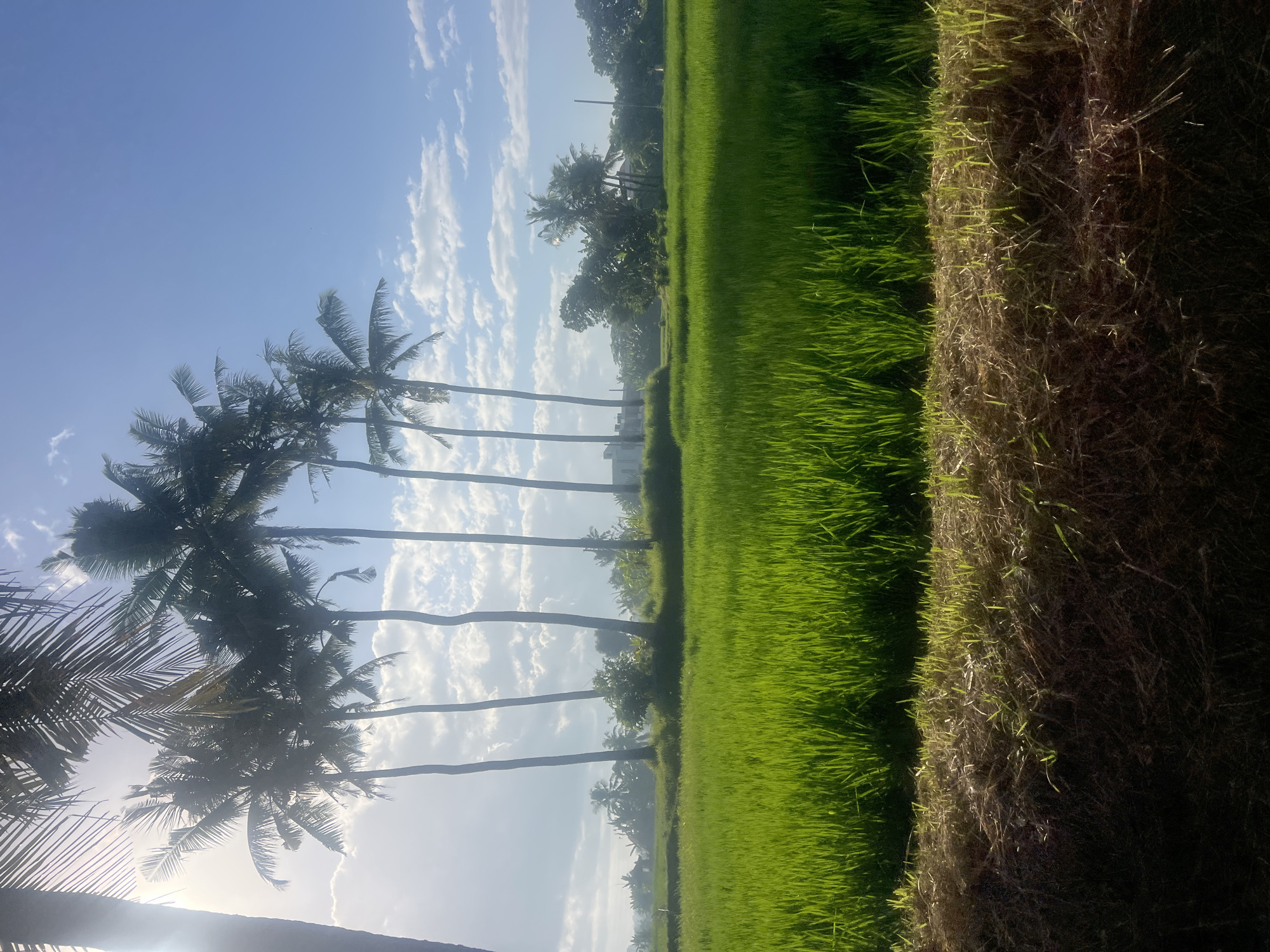 Rice paddies and open skies in rural Kediri, Indonesia