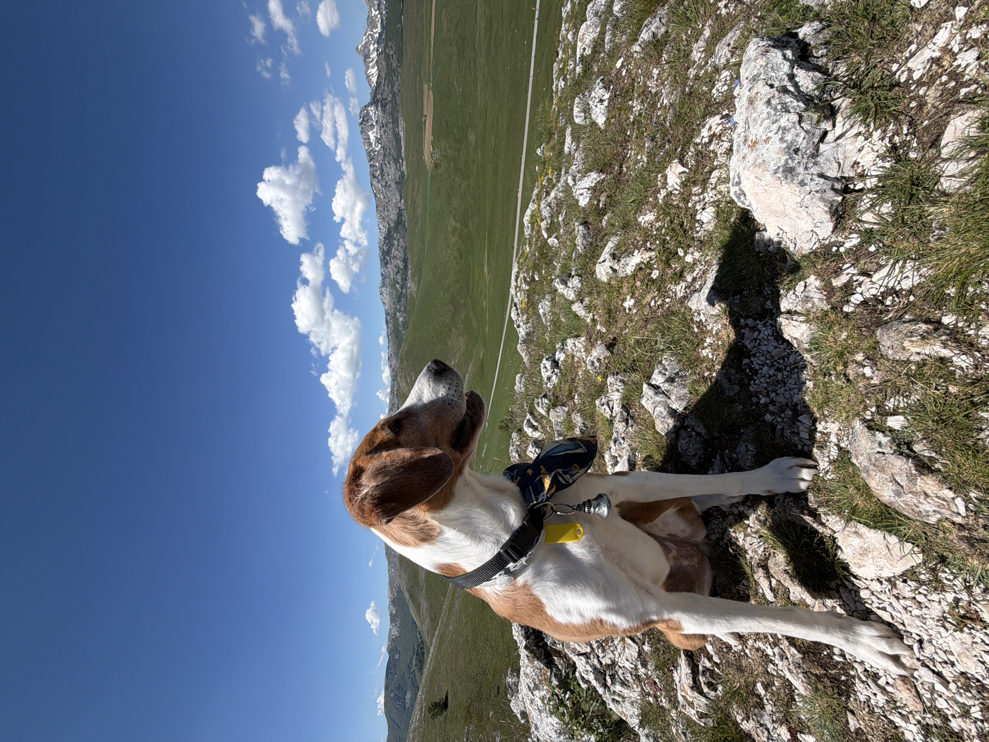 Paraglider soars over Montenegro mountains as dog rests below