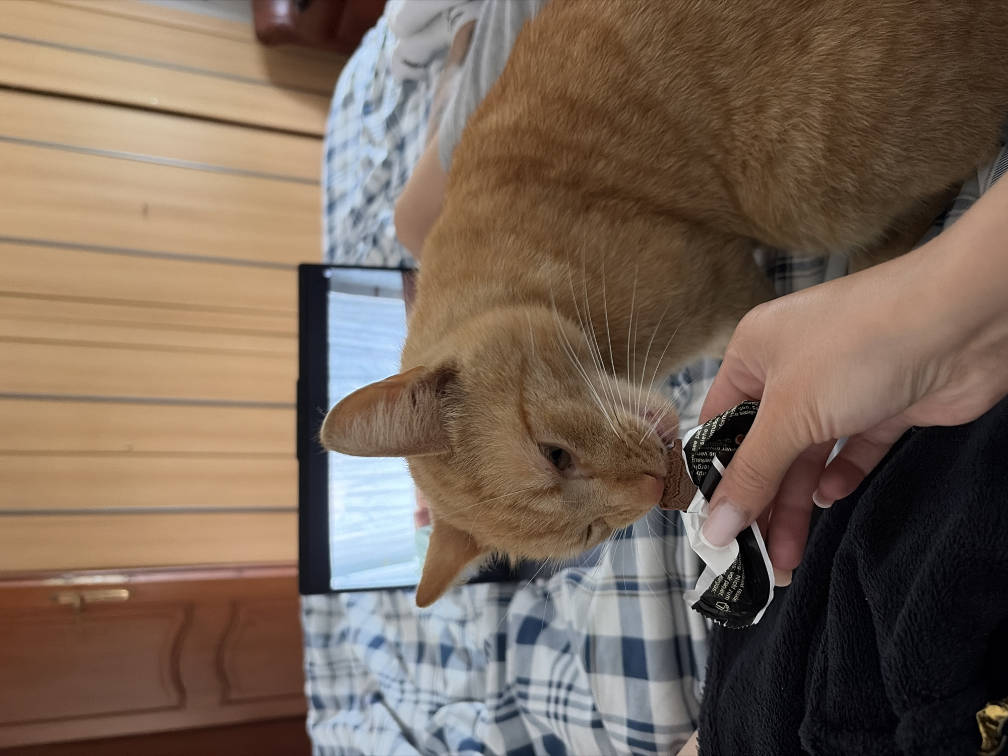 Quiet domestic afternoon captured in Poznan with cat, flowers, tech
