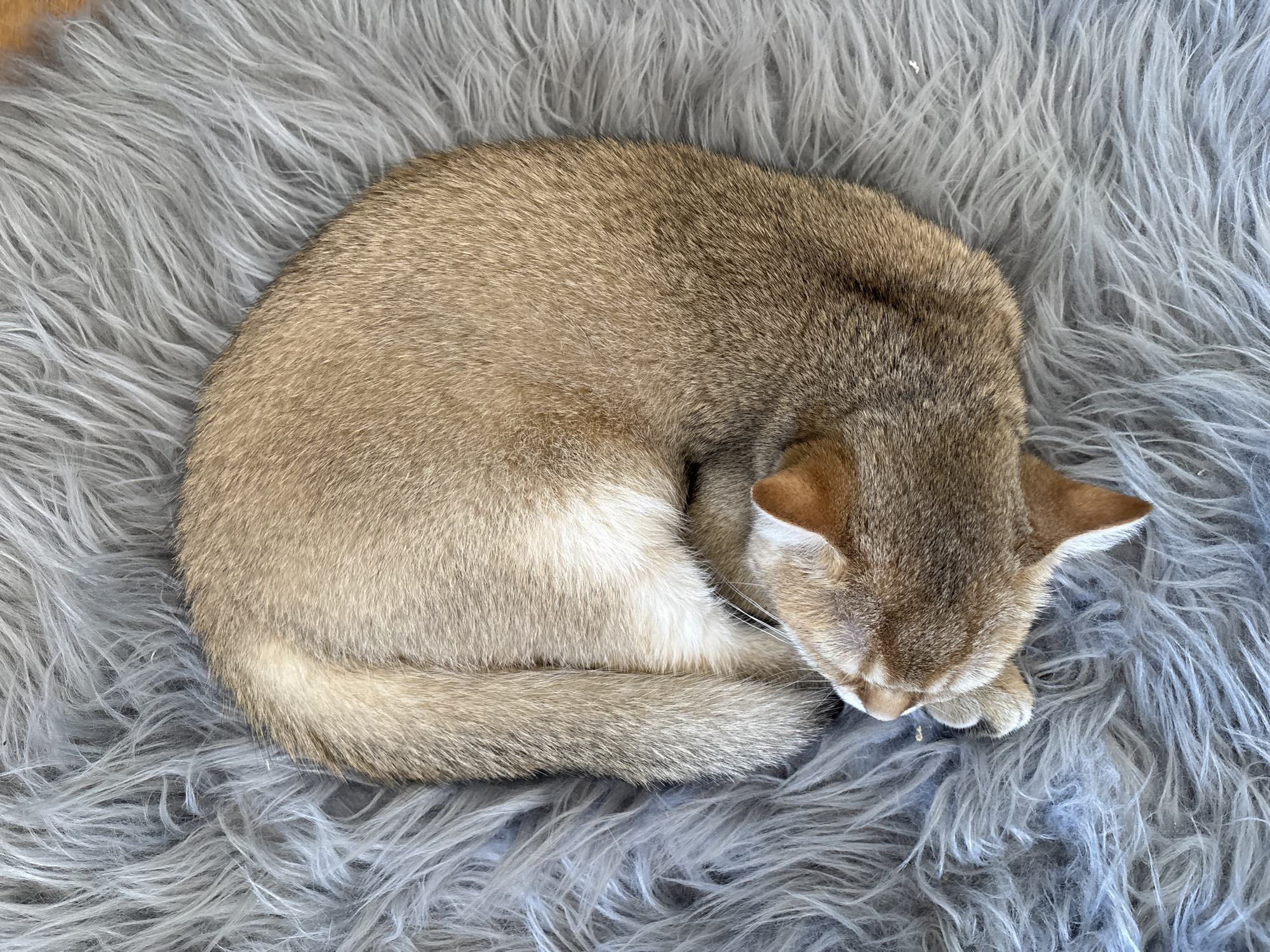 Lazy morning with cats in a Bönnigheim home