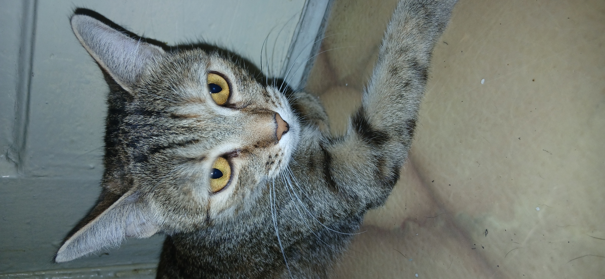Cats and dogs chilling at home in Balqaş