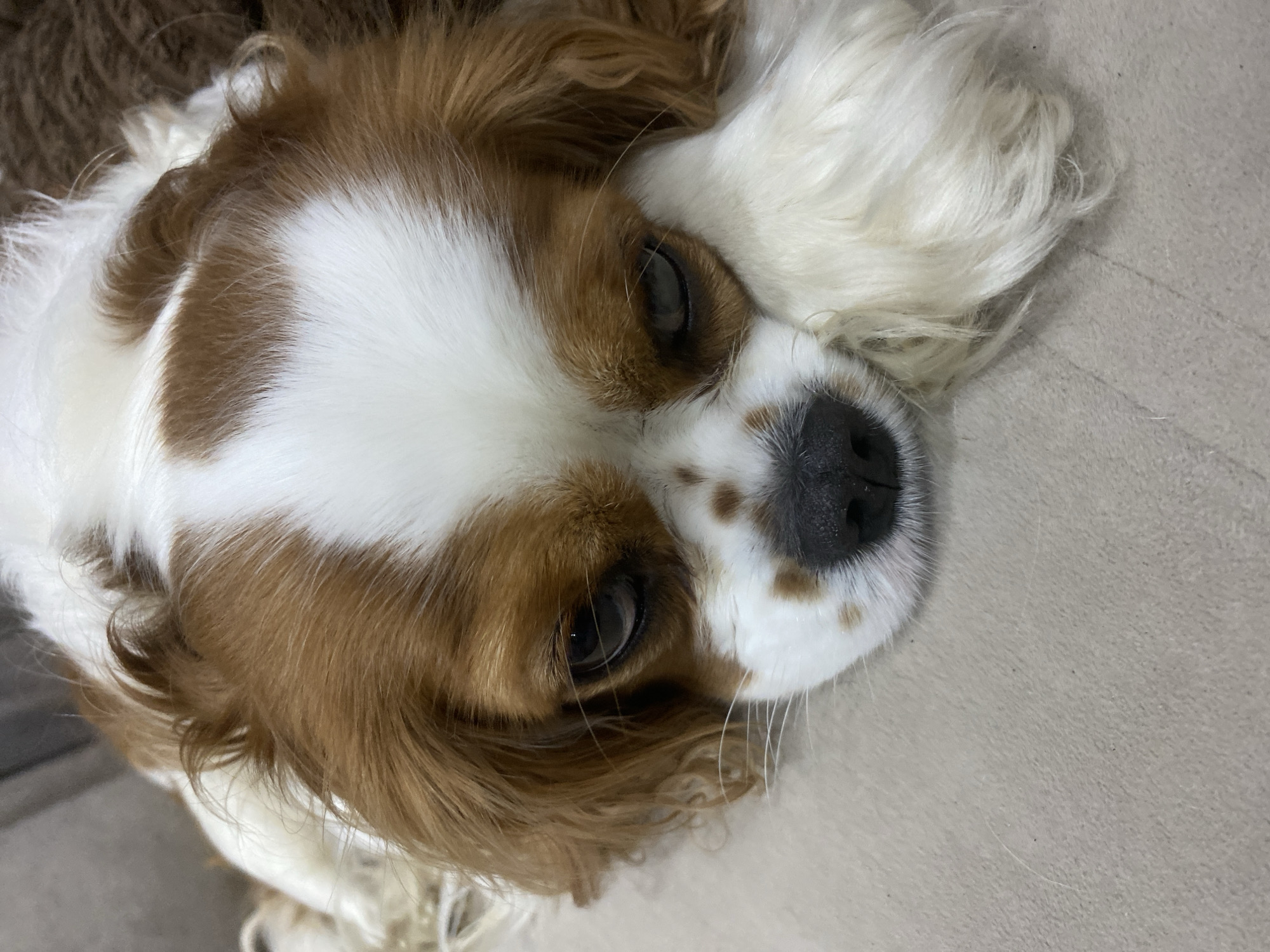 Cavalier King Charles Spaniel takes it easy on the couch