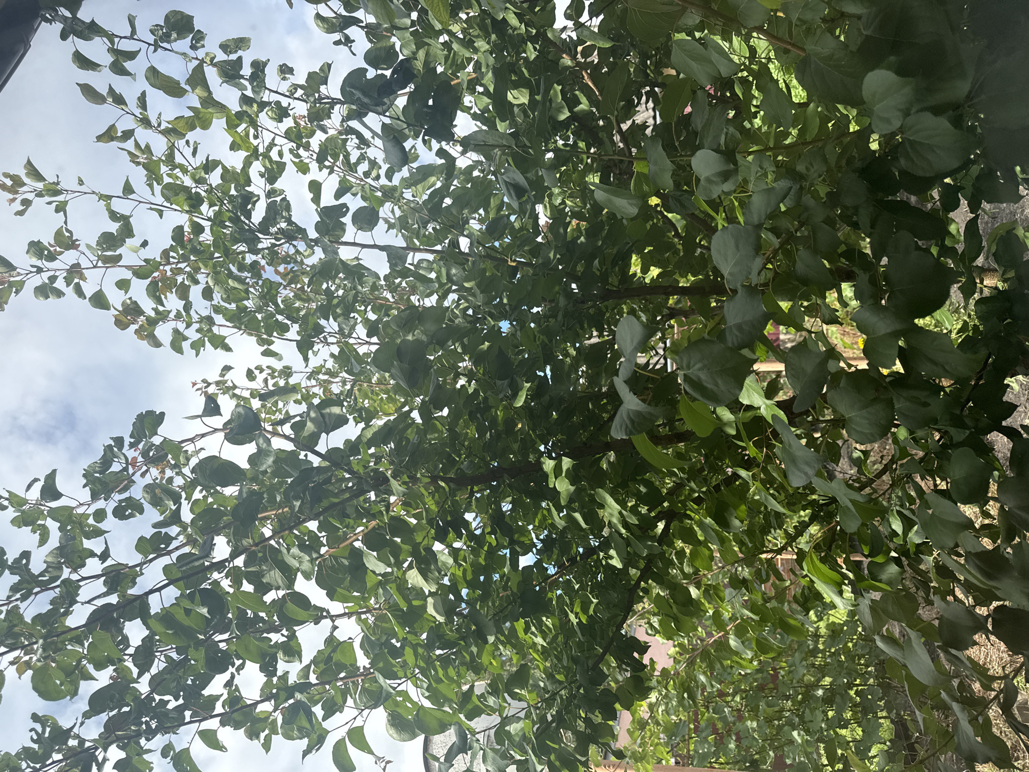 Siamese cat and garden trees in Okhtyrka, Ukraine