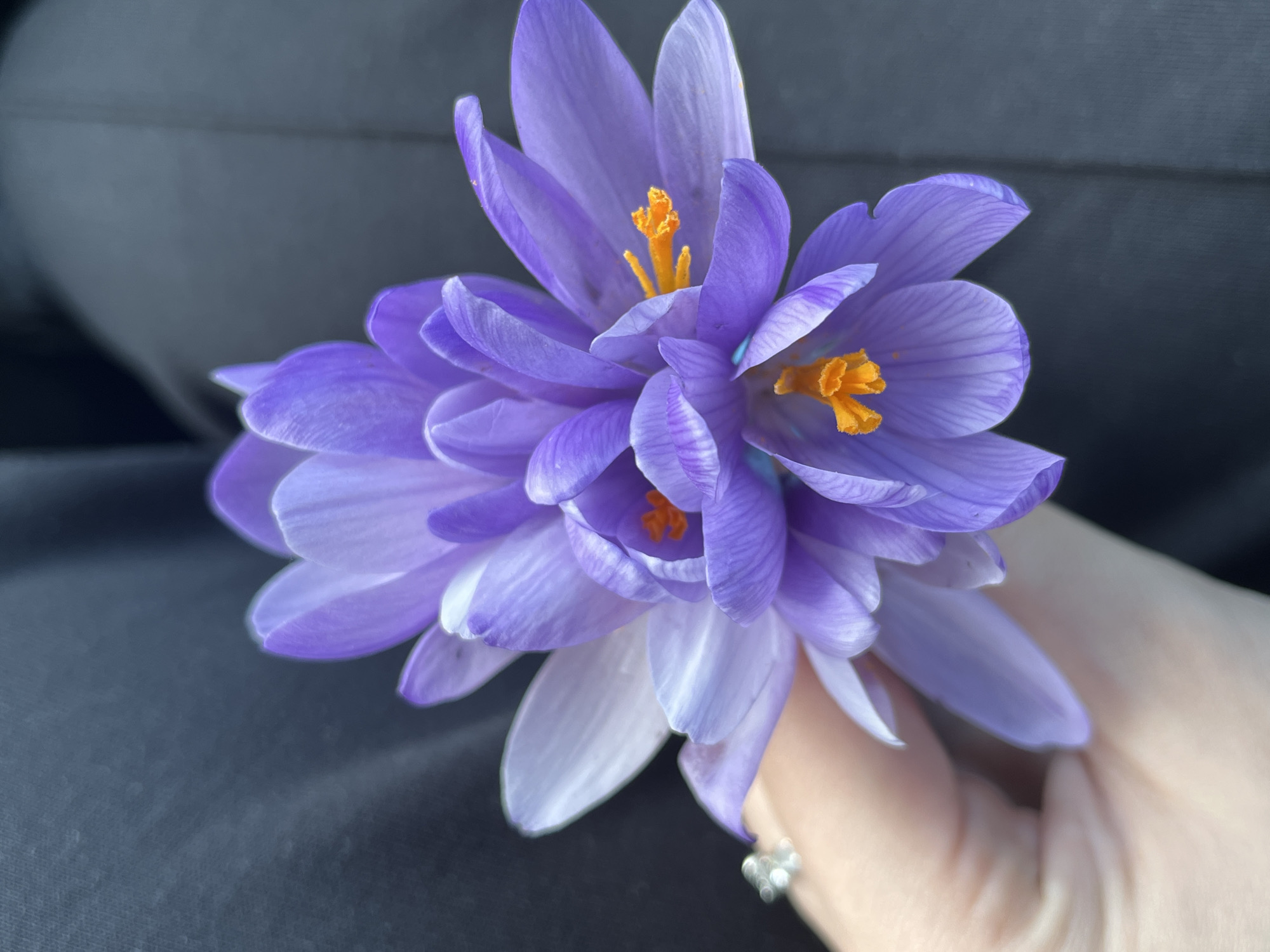 Purple Crocus flowers held indoors in Smolyan, Bulgaria