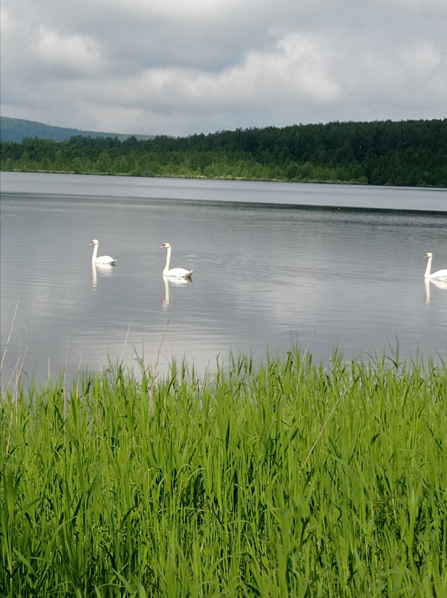 Three swans spotted on tranquil lake in Degtyarsk, Russia