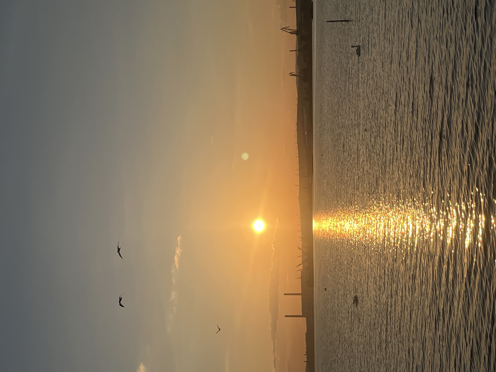 Sunset observed over Bulgarian coast with birds silhouetted