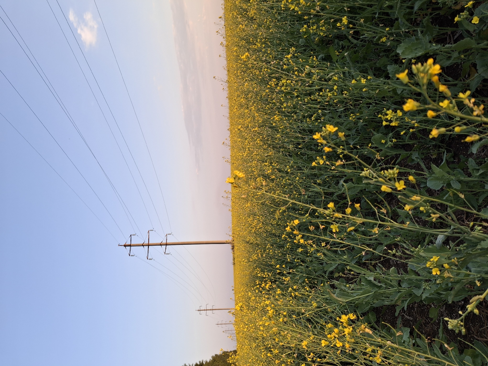 Sunset drive through yellow rapeseed fields