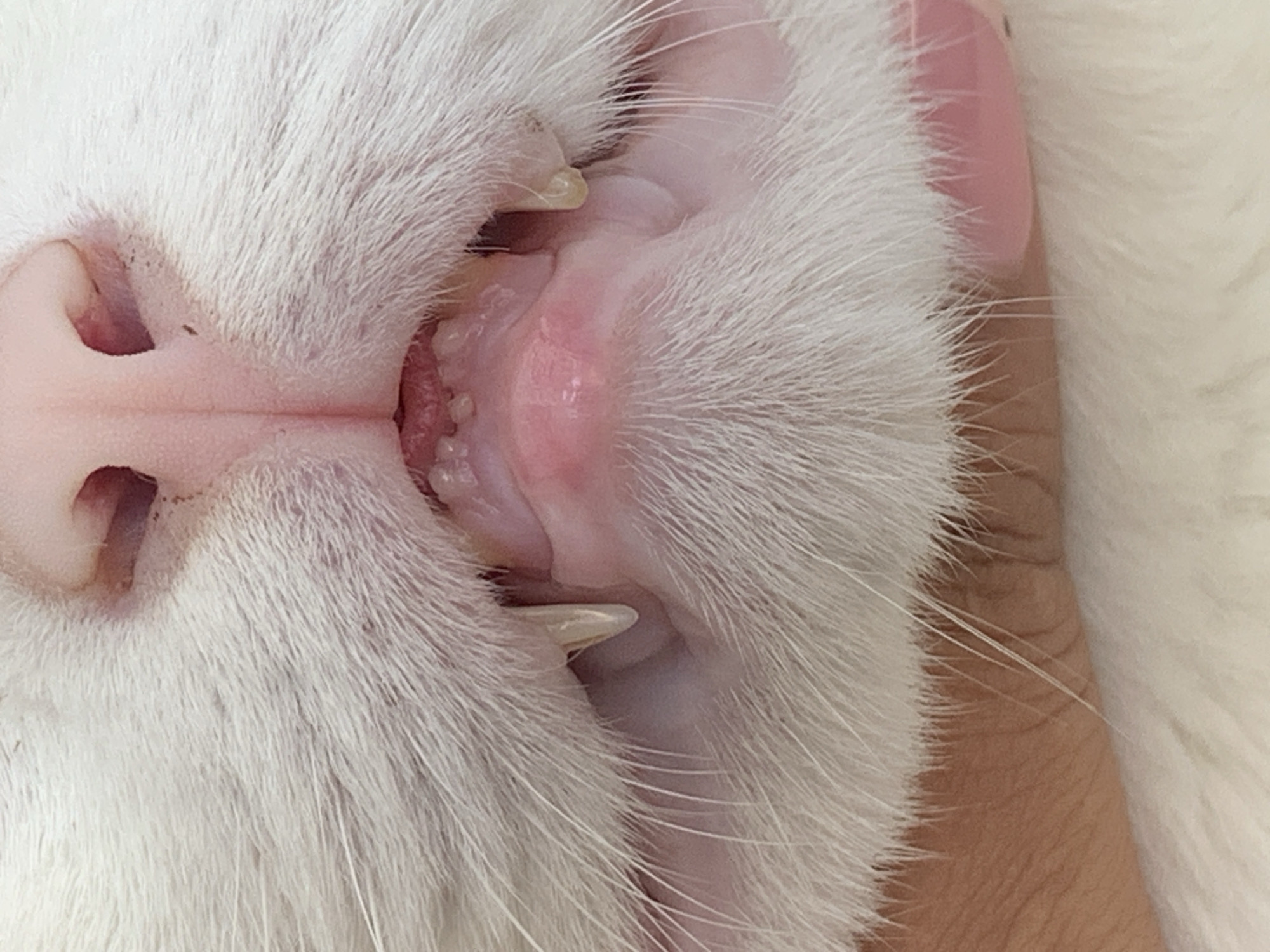 Heterochromic white cat in a sweater, chilling in Sukawati