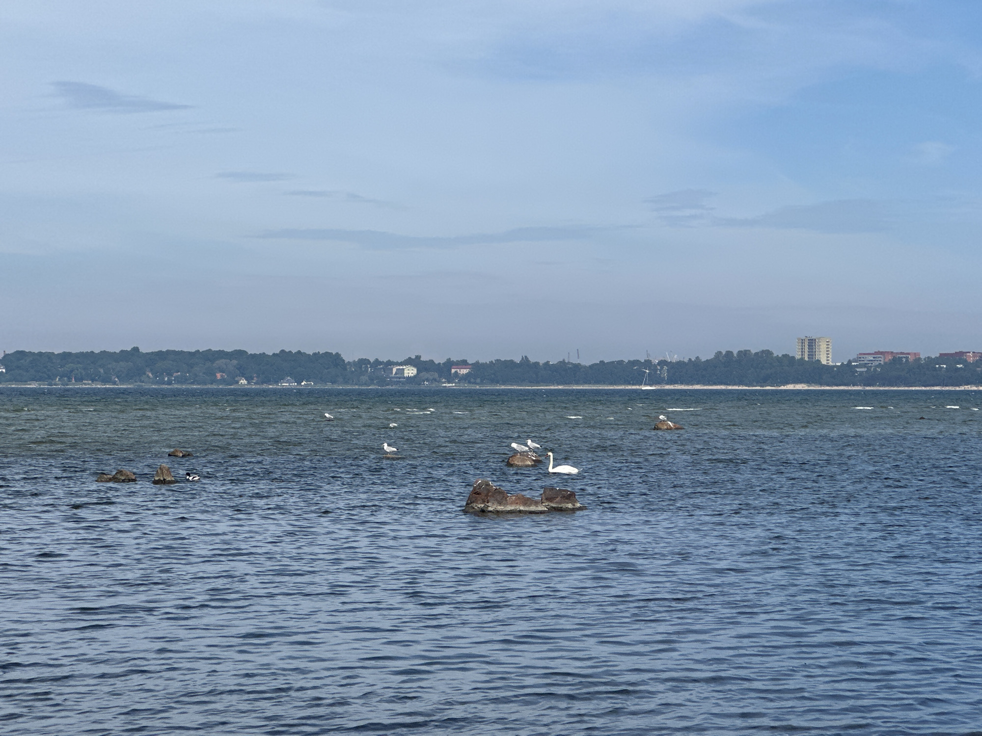 Tallinn Bay on a calm summer afternoon, birds and all.