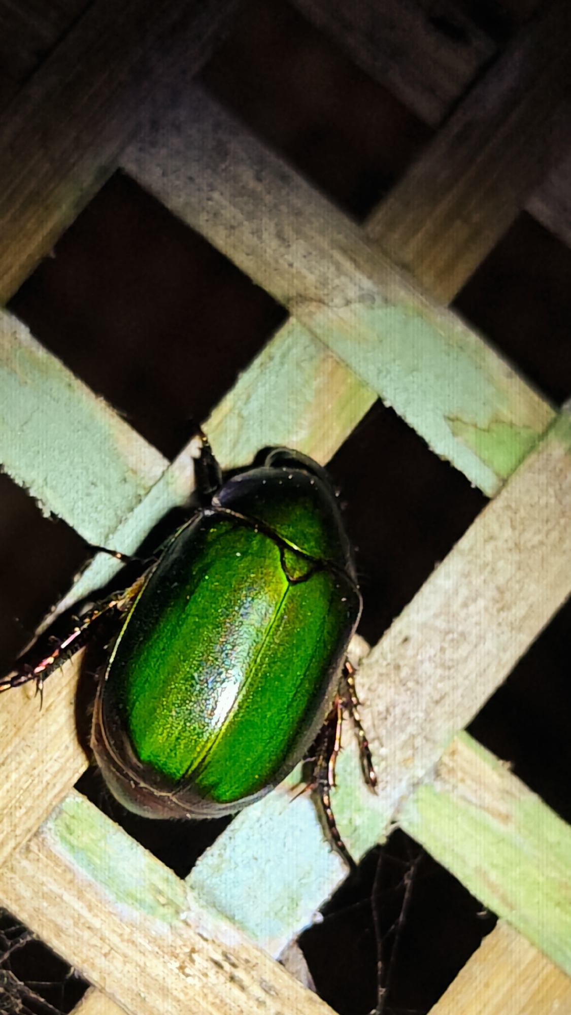 Tourists Document Cicada Encounters at Vietnamese Eco-Lodge