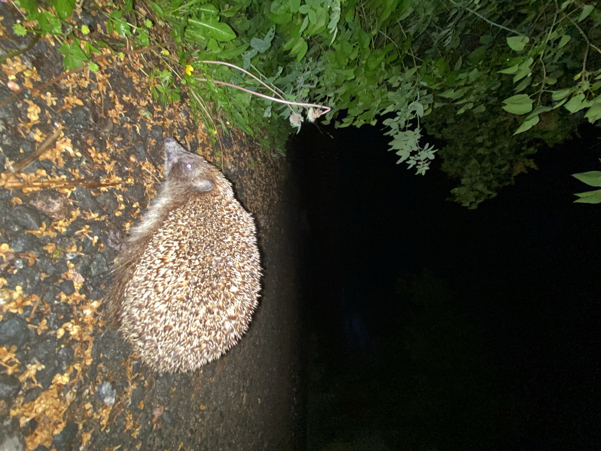 Nighttime scenes: hedgehog on path, gate encounter, wet road