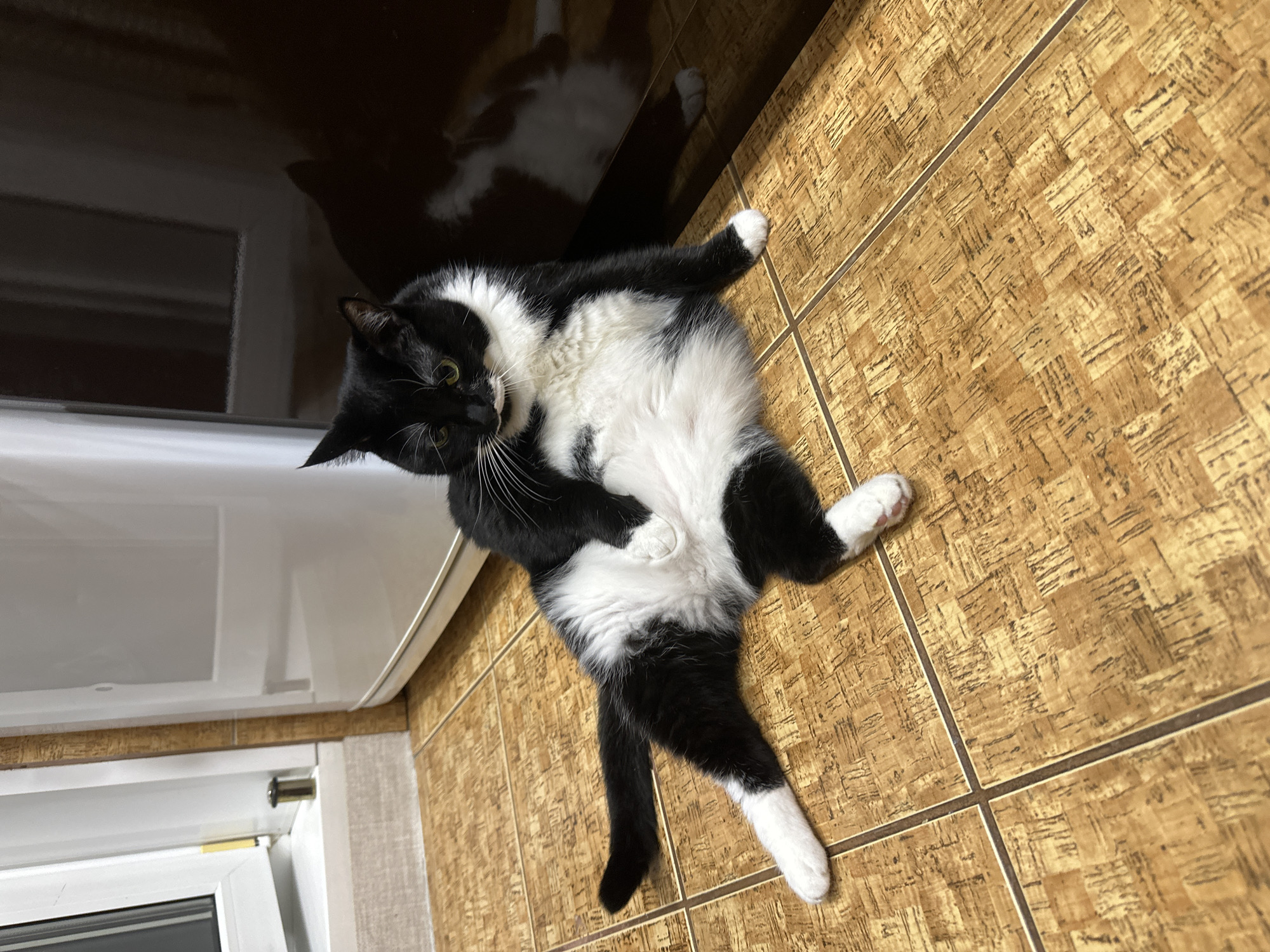 Russian resident documents pet cat's evening routine in Sayanogorsk