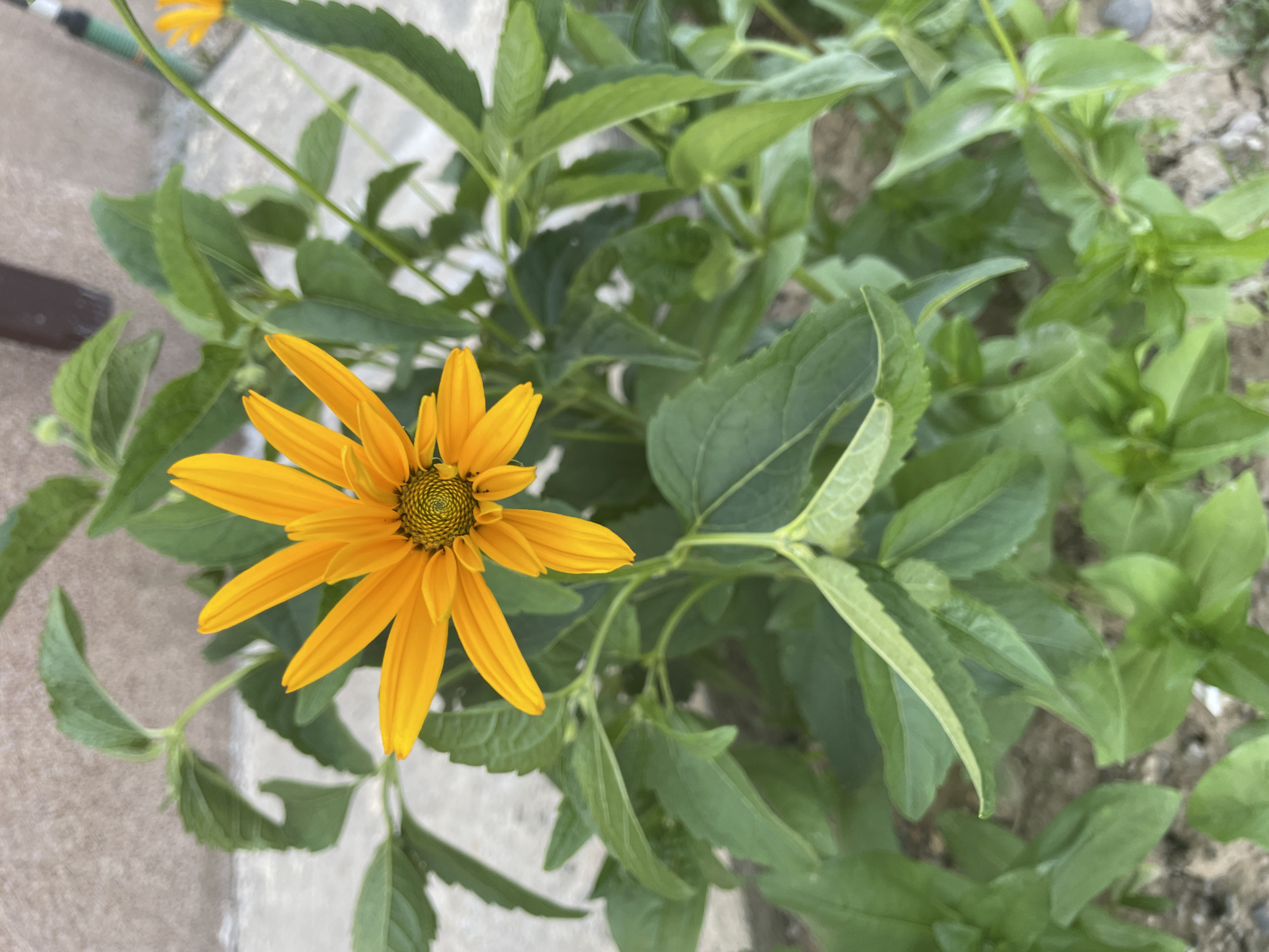 A Romanian garden in full summer bloom, cats and all