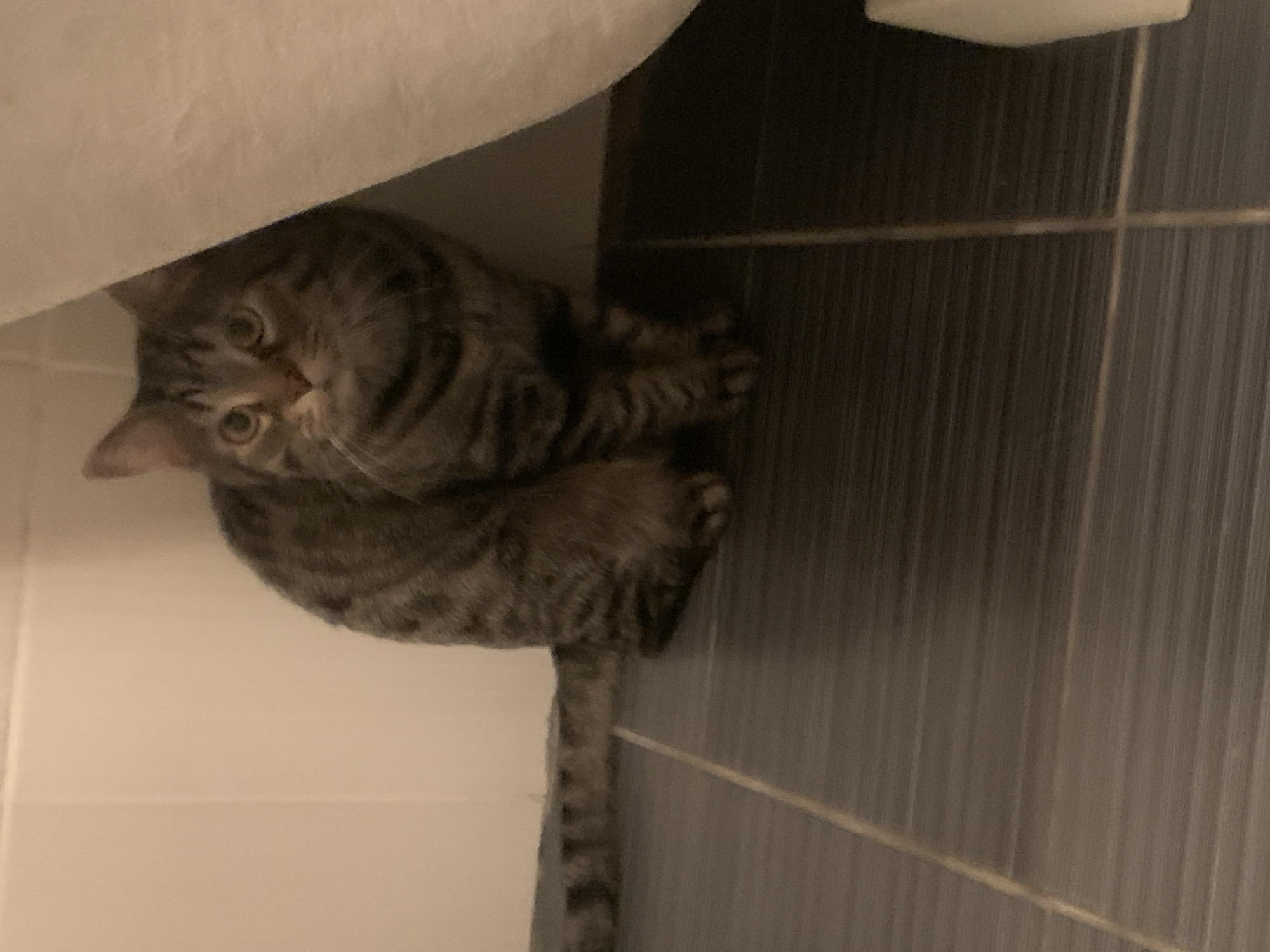 Gray tabby cat spotted relaxing in Stavropol bathroom