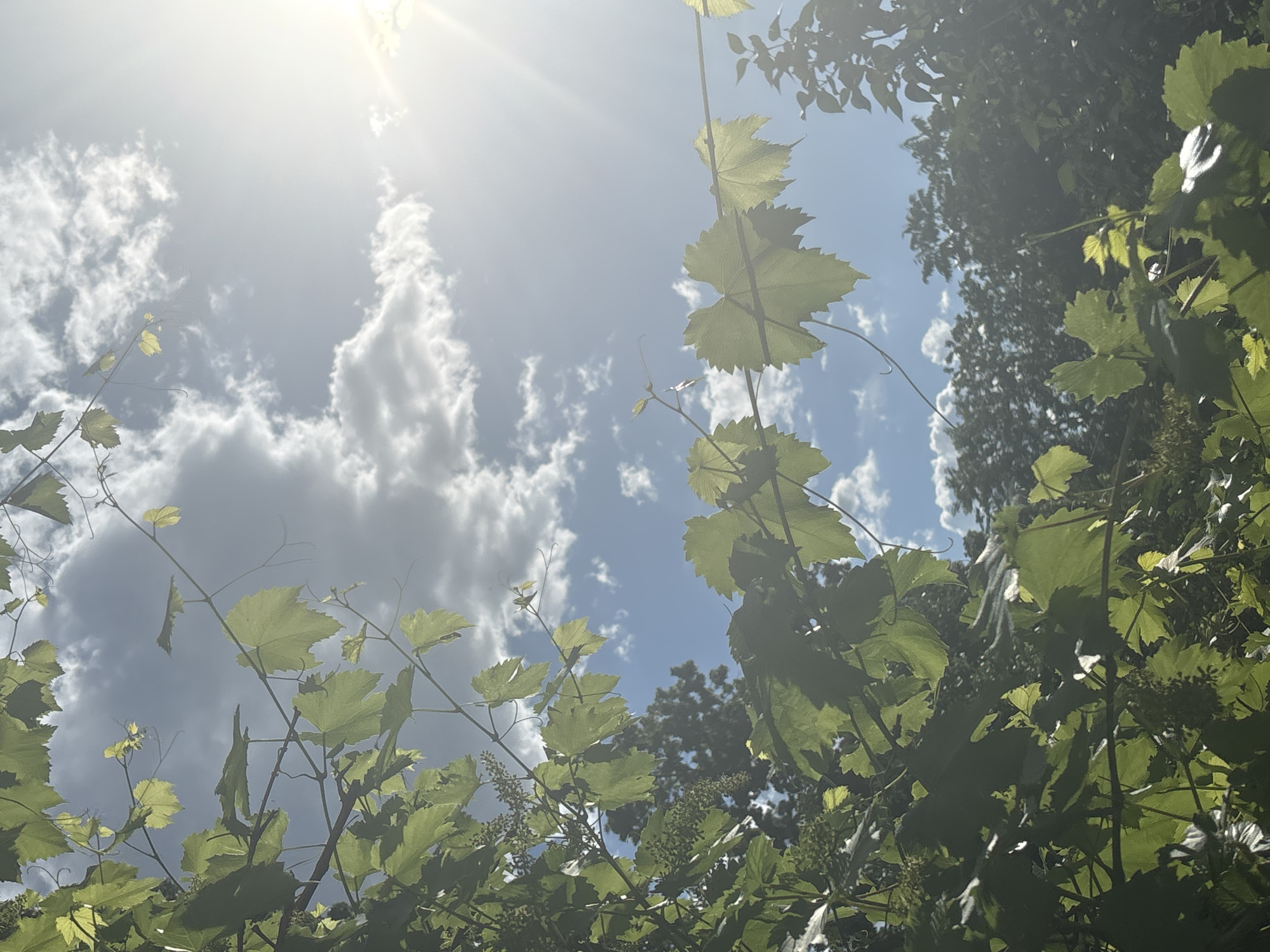 Afternoon in a garden: skies, vines, pigeons, and one PC build