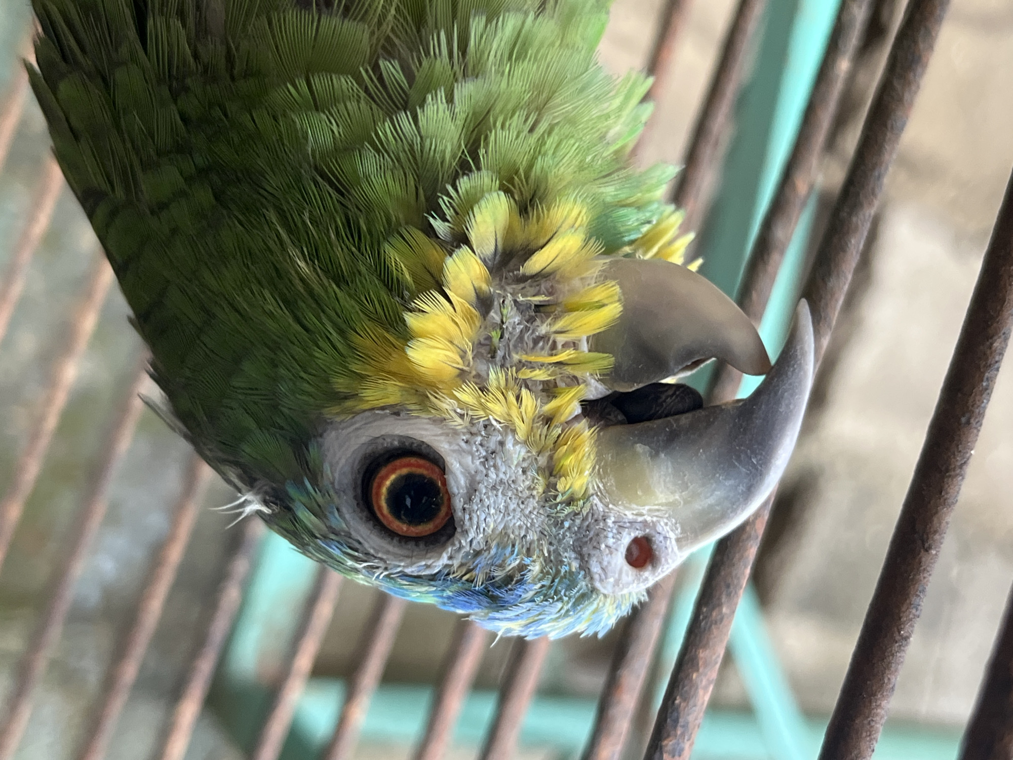 Caged Amazon parrot up close in Tinaquillo, Venezuela