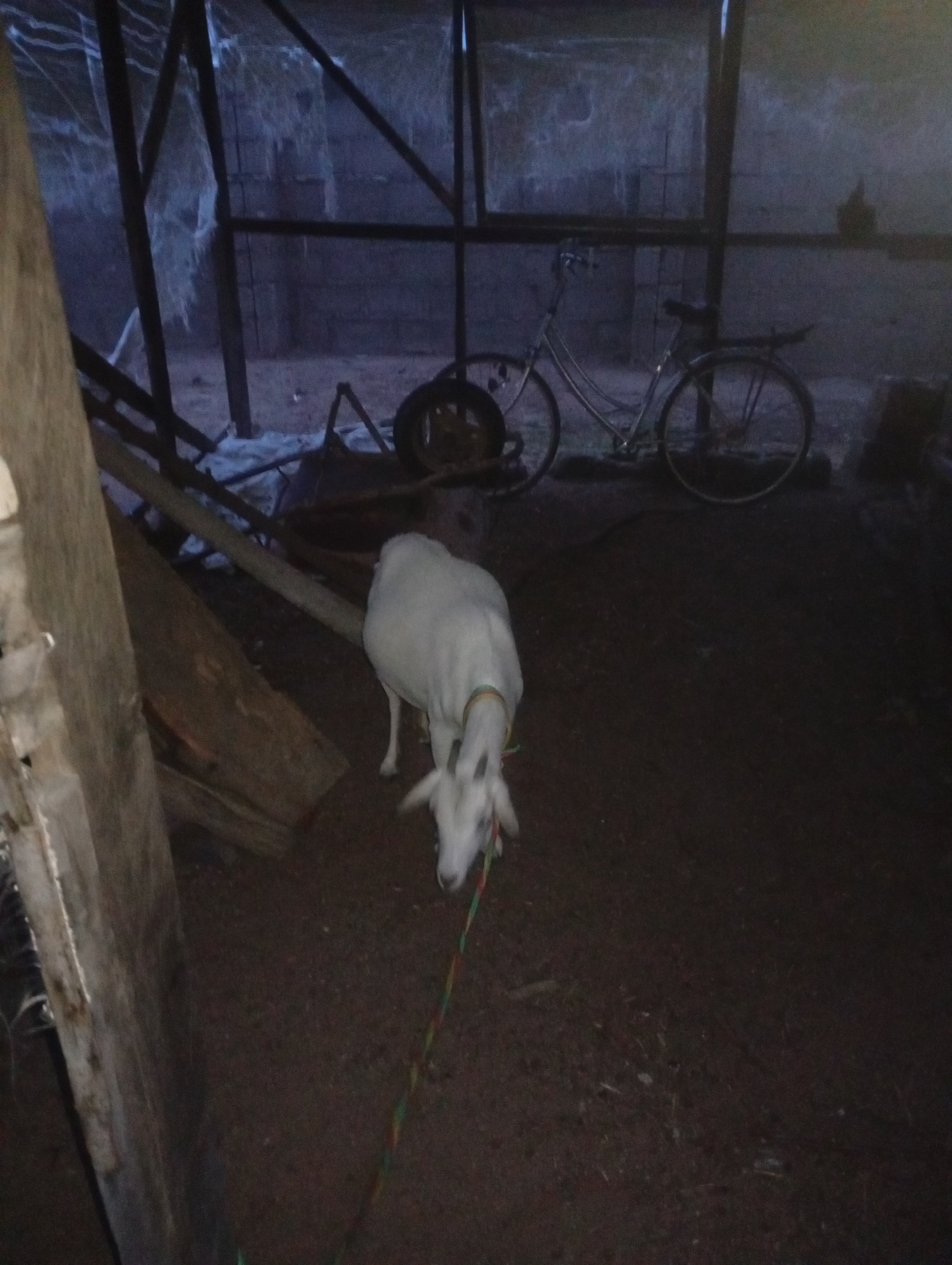 Books, livestock, and daily life in Gulak, Nigeria