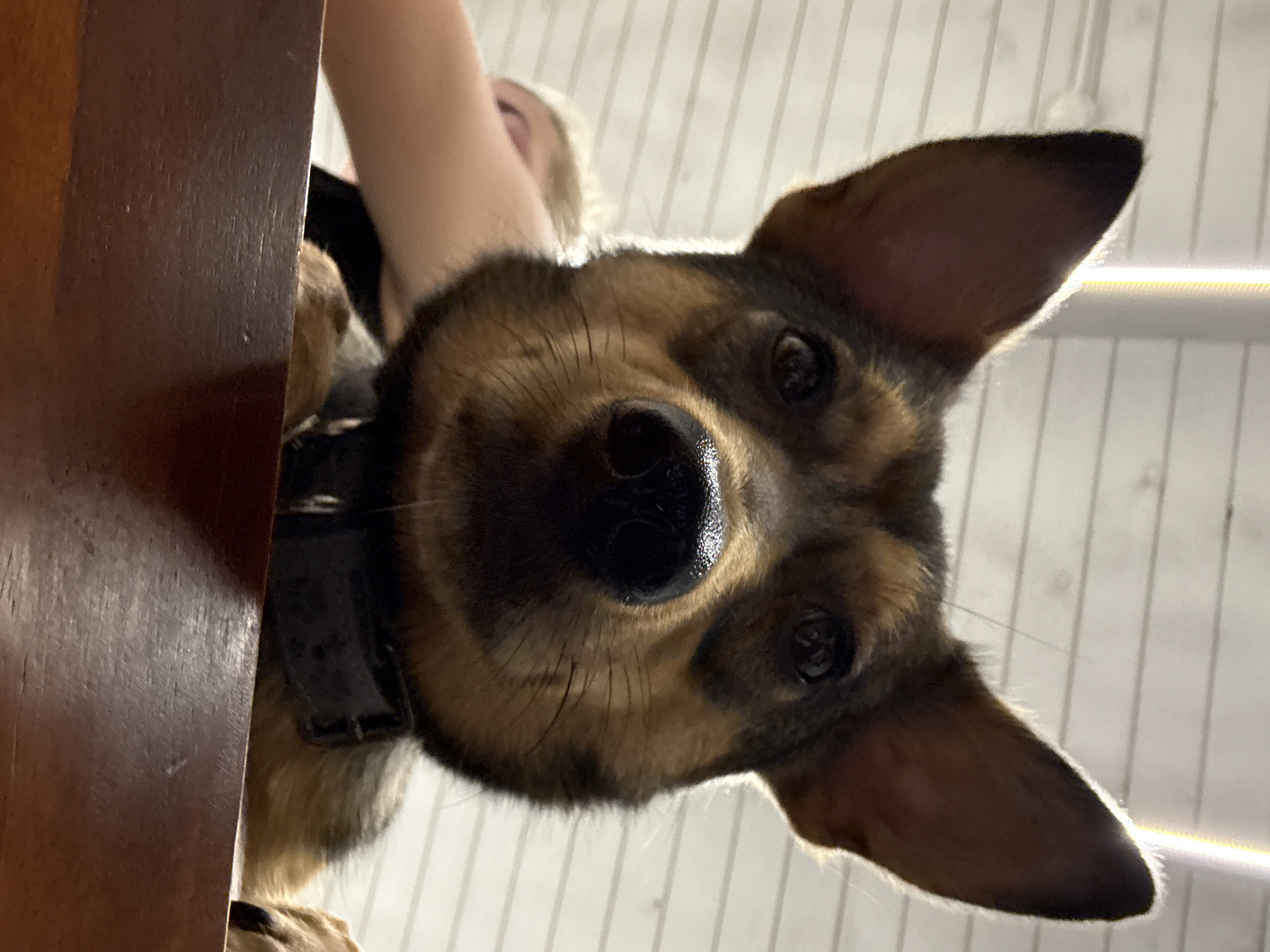 Close-up pet photography session with artistic objects in Sirius