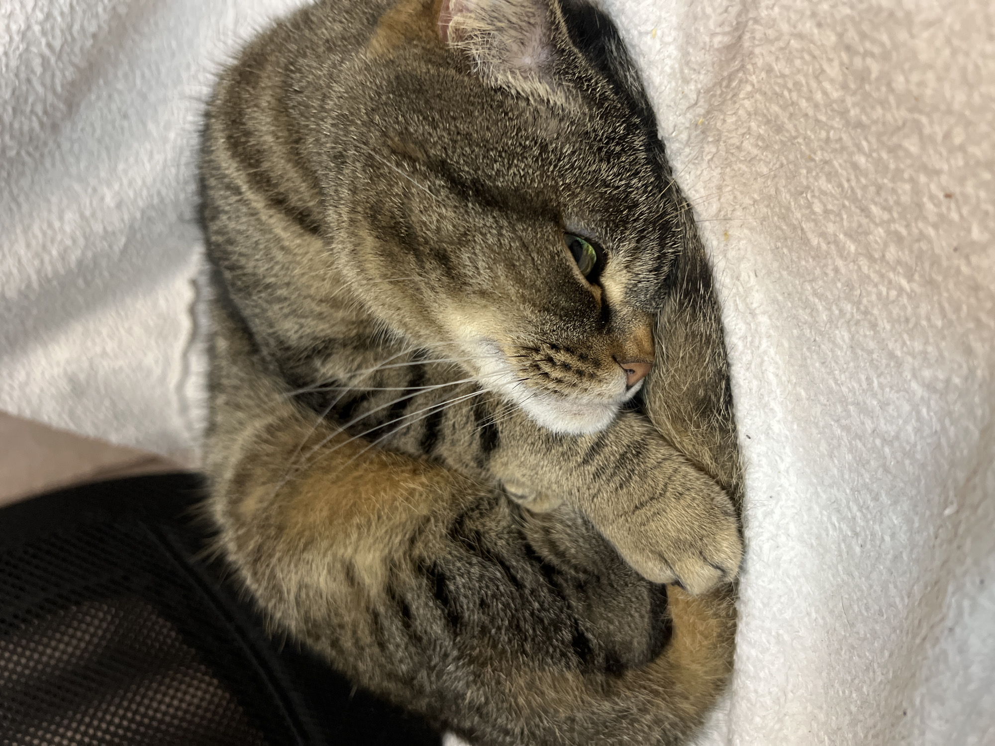 Cats, kids' art, and a dog out — a Tiraspol evening at home