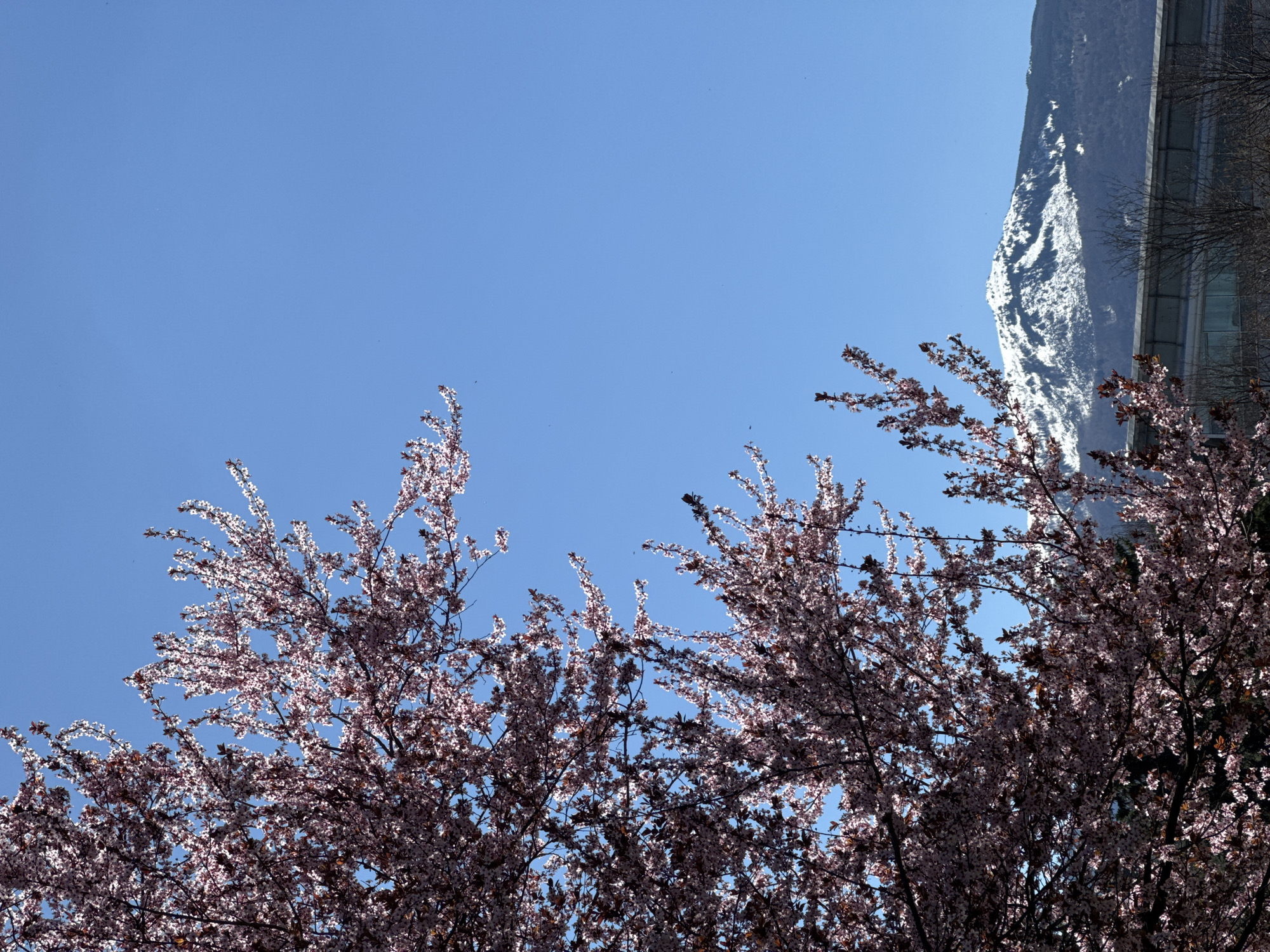 Spring blossoms frame snow-capped mountain under clear sky
