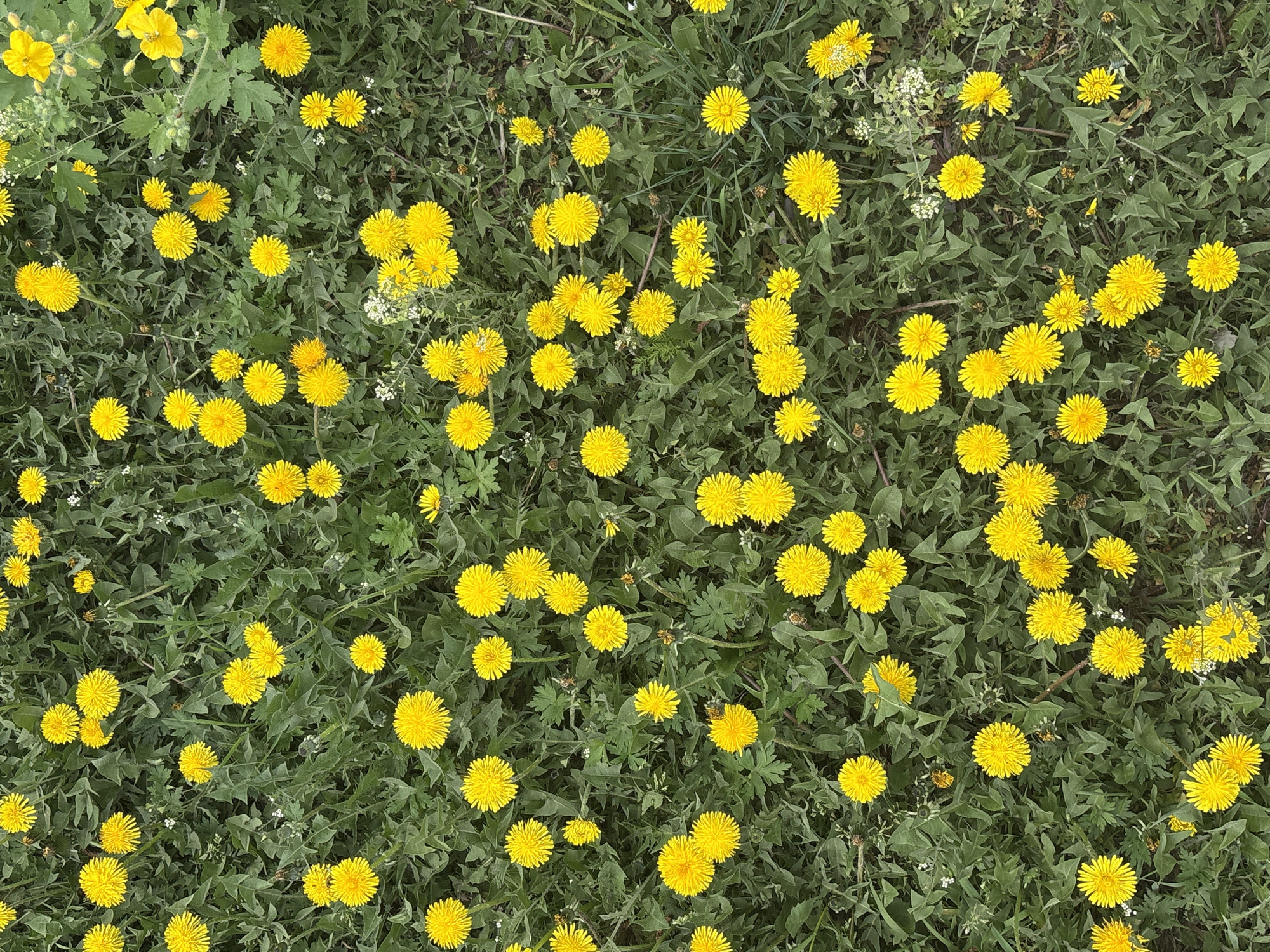 Dandelion field blooms observed in Khabarovsk, Russia