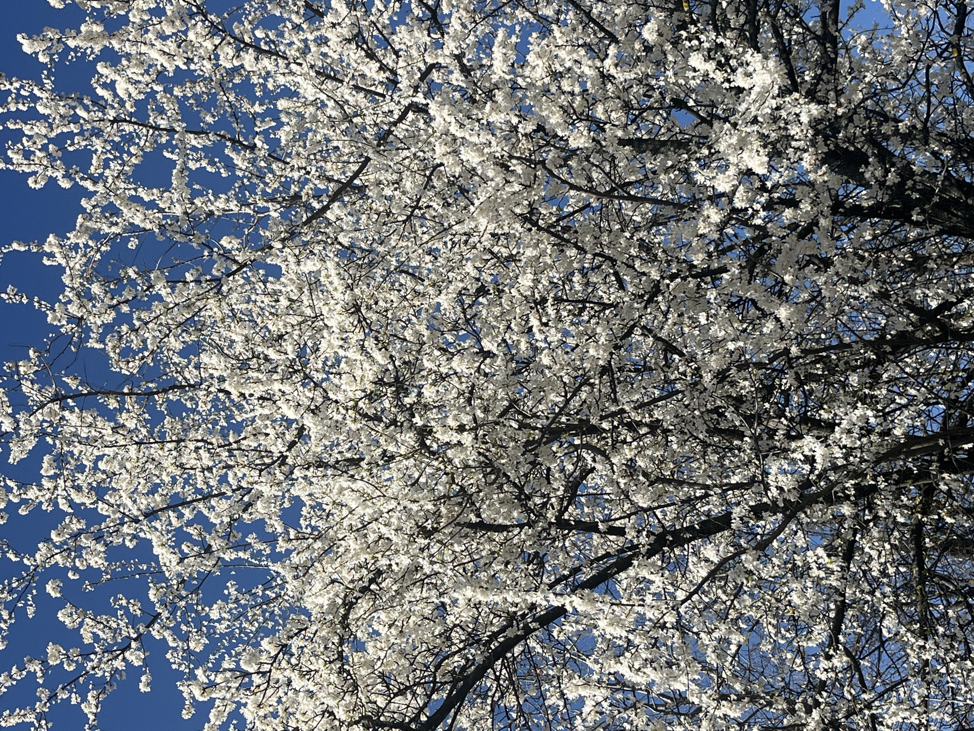 Spring blooms and mountain views captured in Sofia
