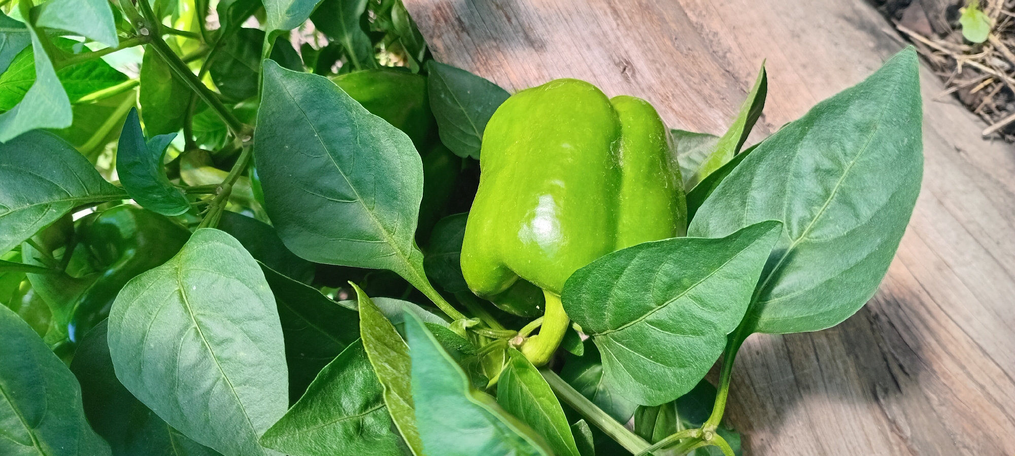 Morning garden walk: flowers, foliage, and backyard animals