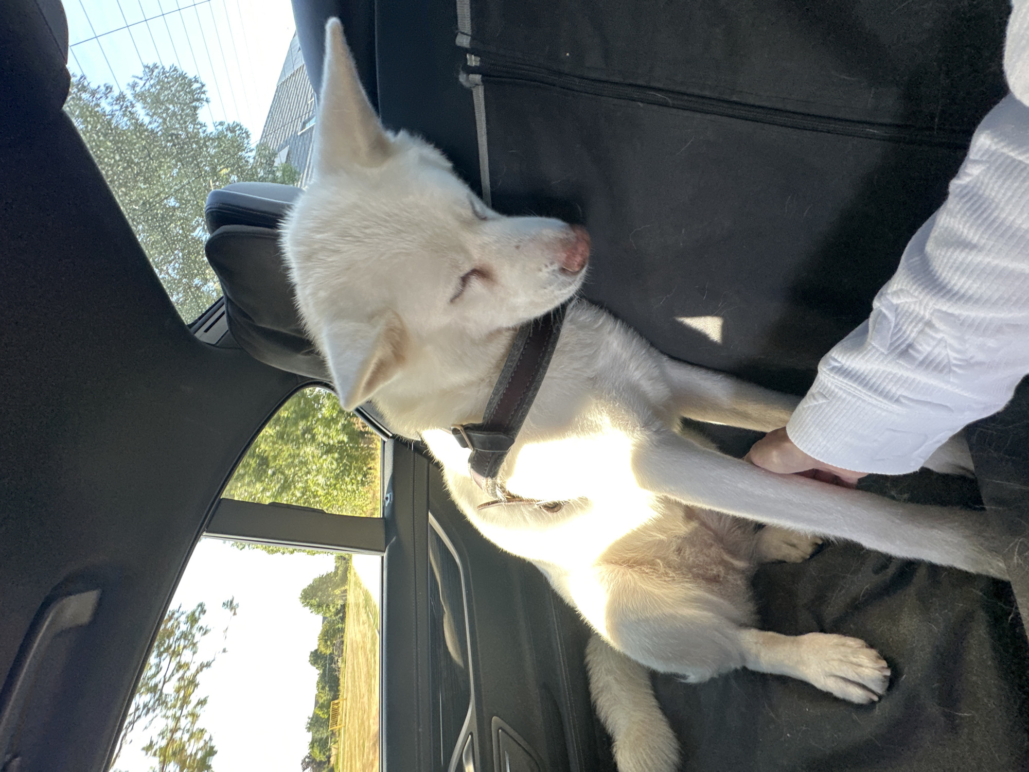 White husky chills in the back seat on a Bruges afternoon